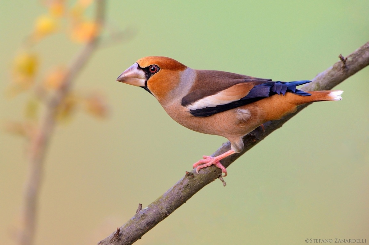 Hawfinch