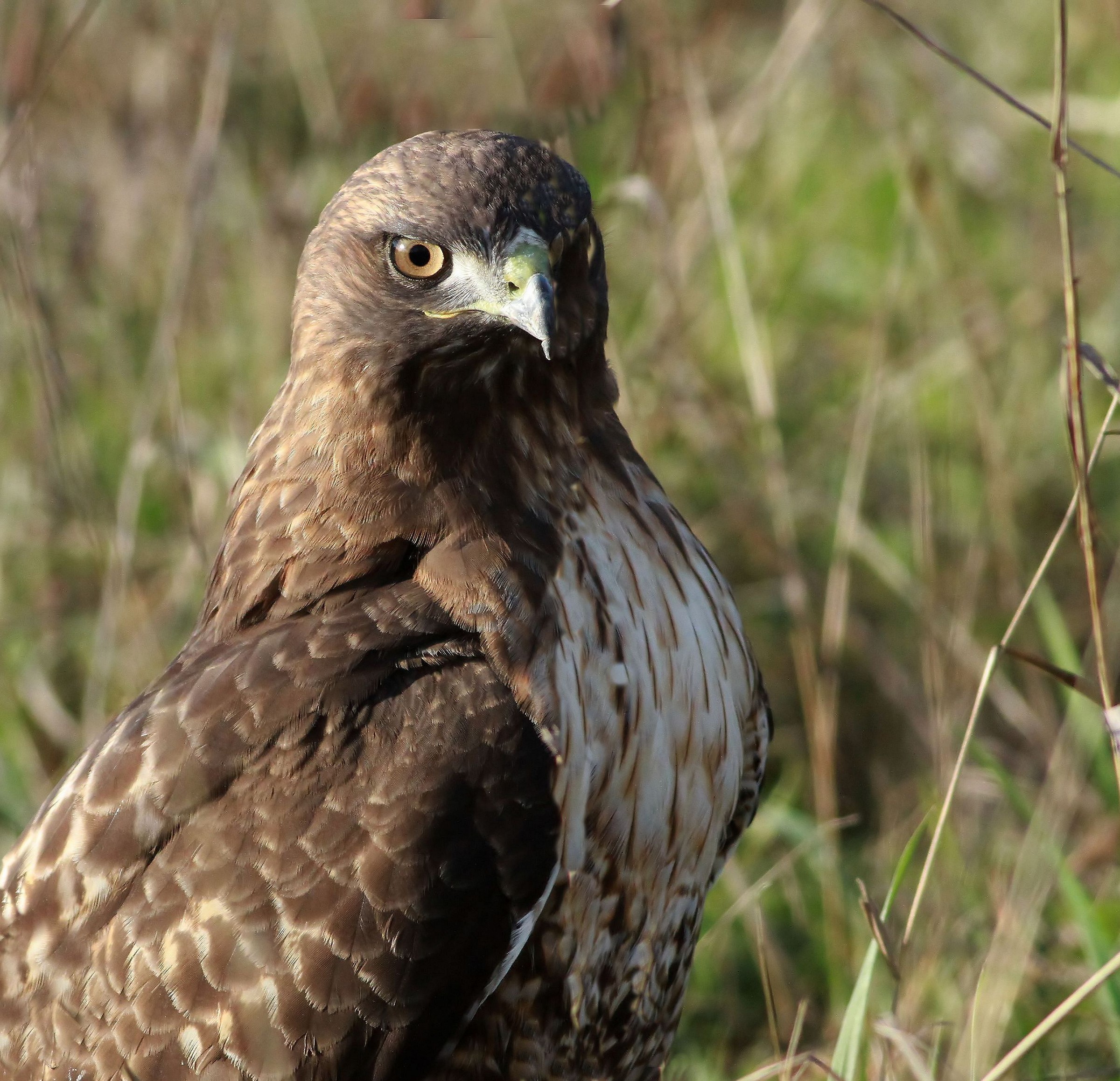 Portrait of a Killer