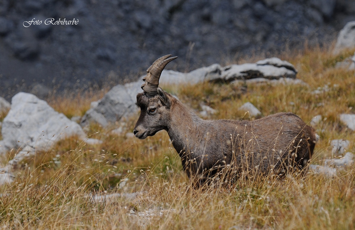 Stambecco...