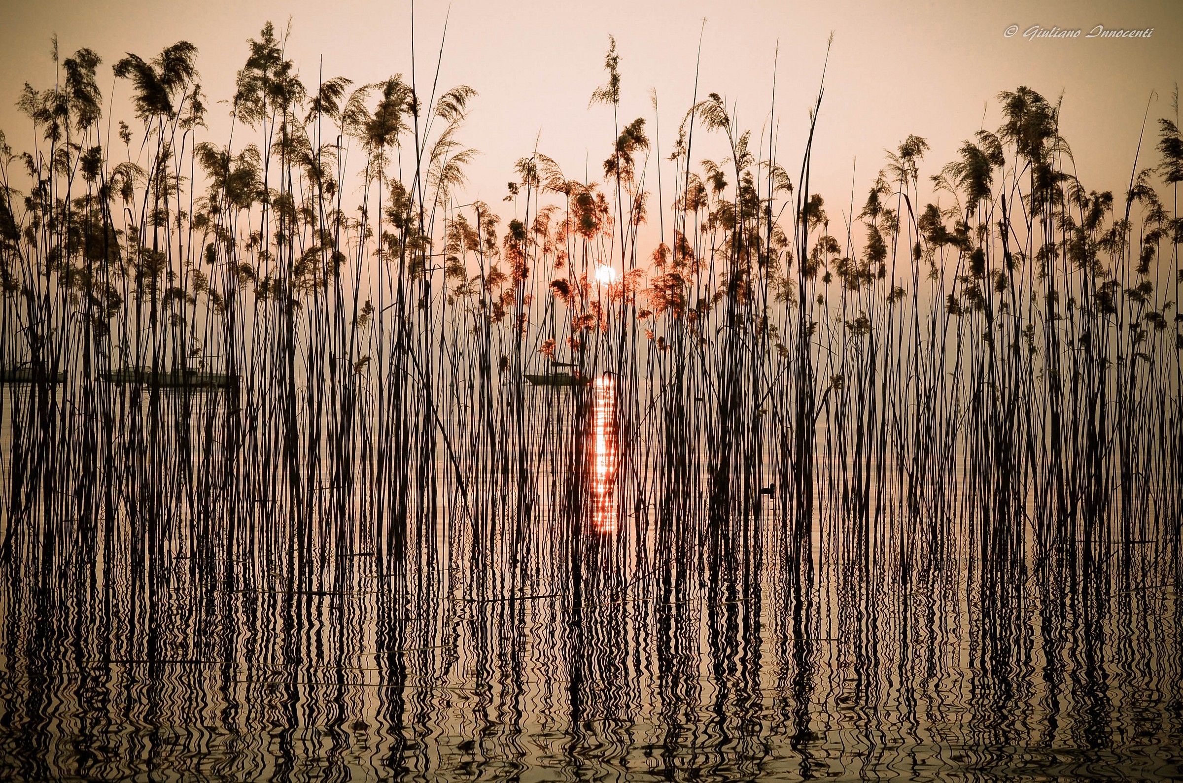The sunset seen from the reeds