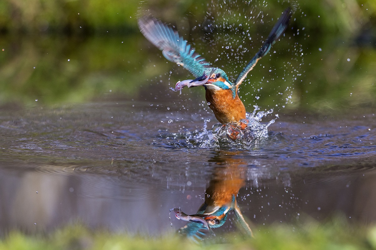 Kingfisher Reflections