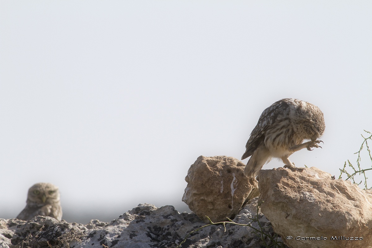 My owls _Little Owl_