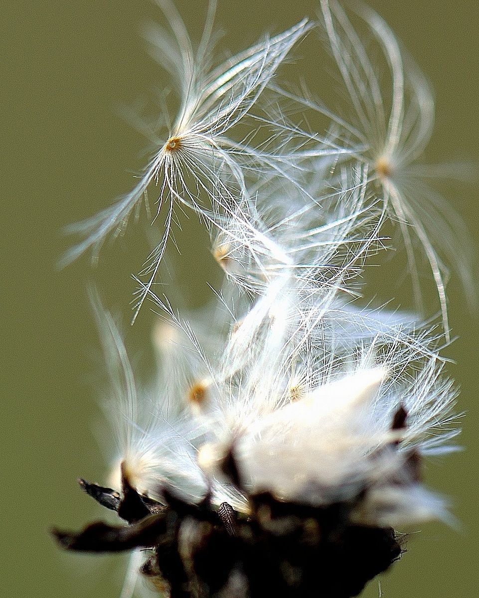 Volare via o rimanere ancora?