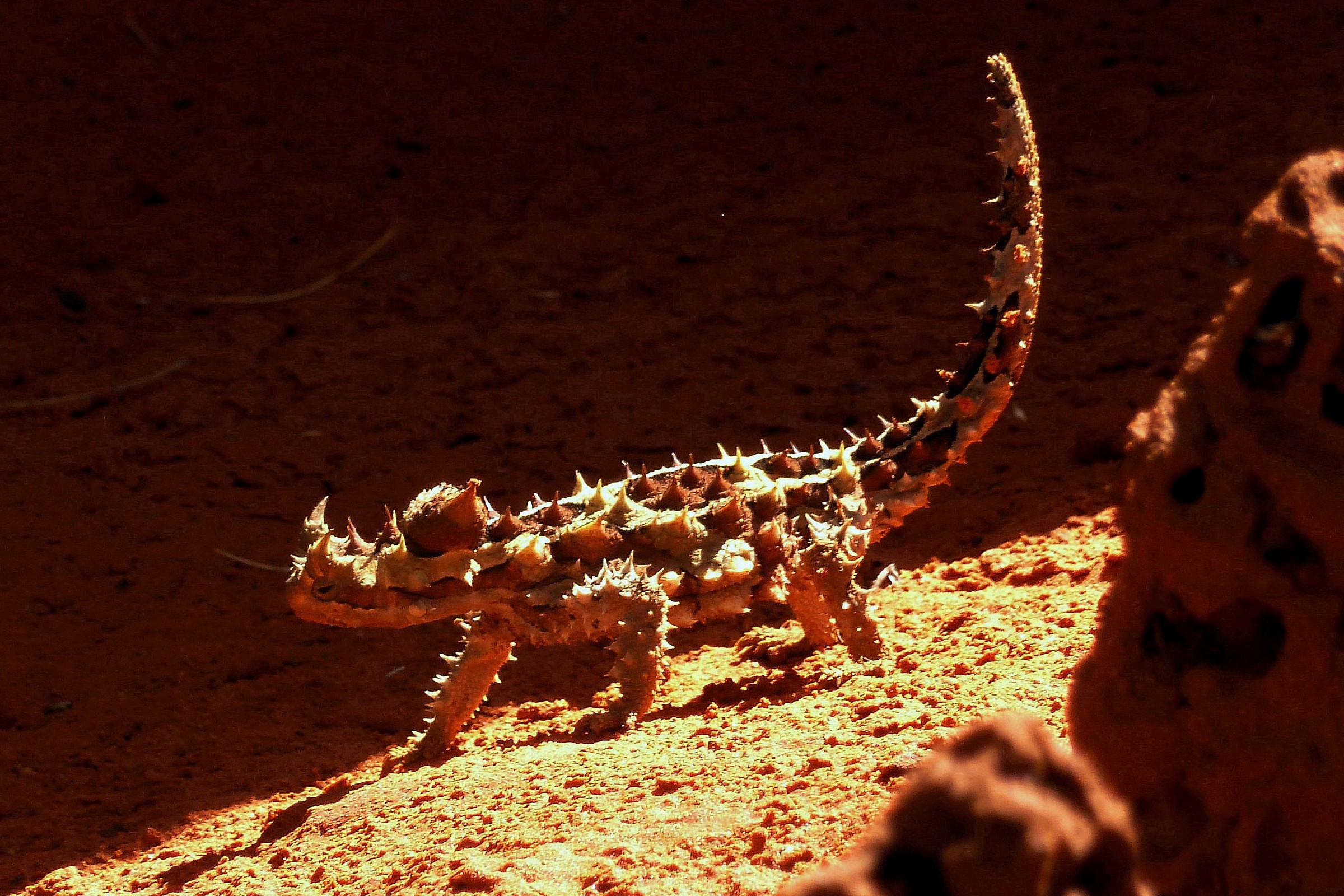 Moloch, nice and springy