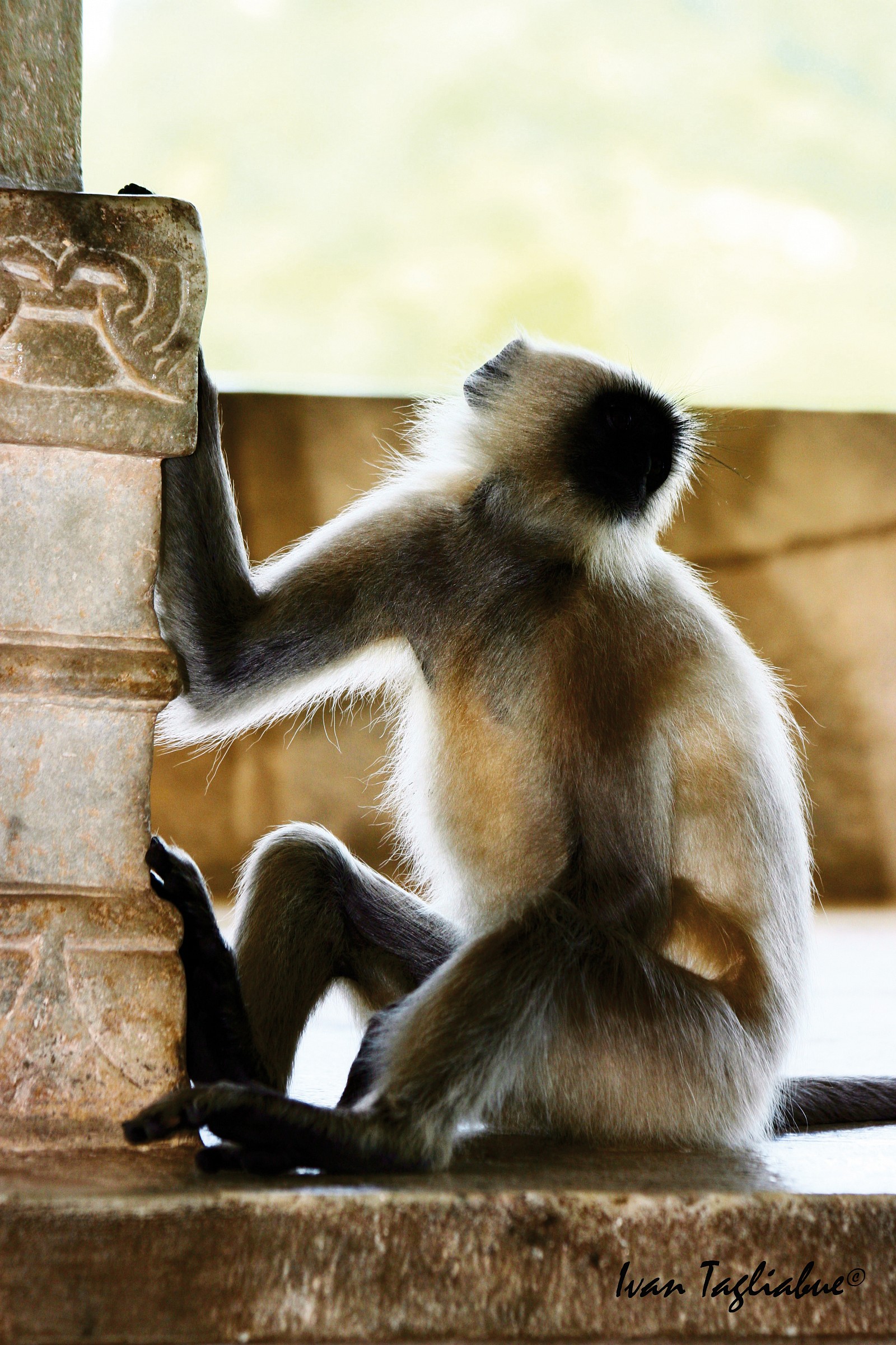 Un ospite del tempio