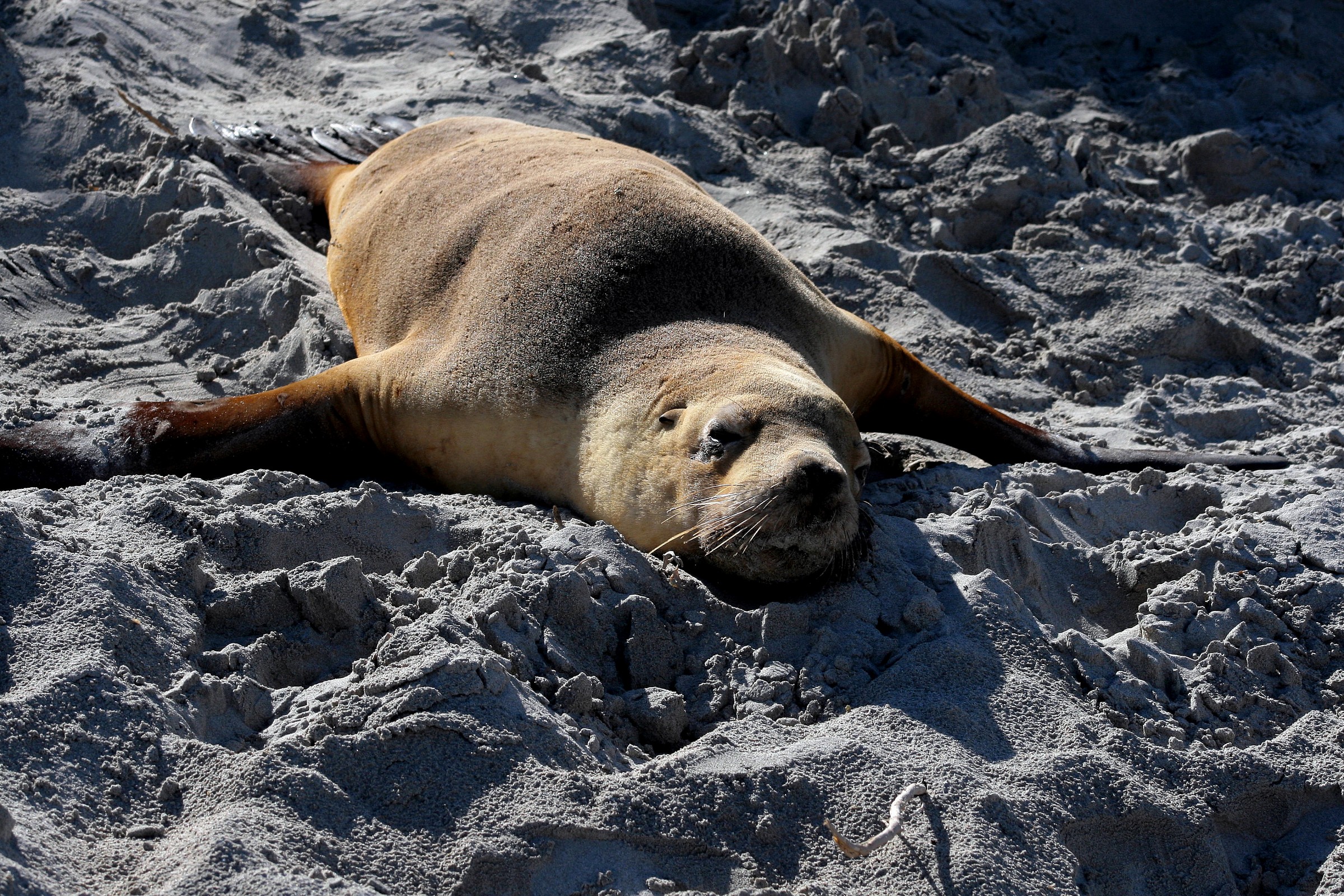 A "lion's skin" marine ....