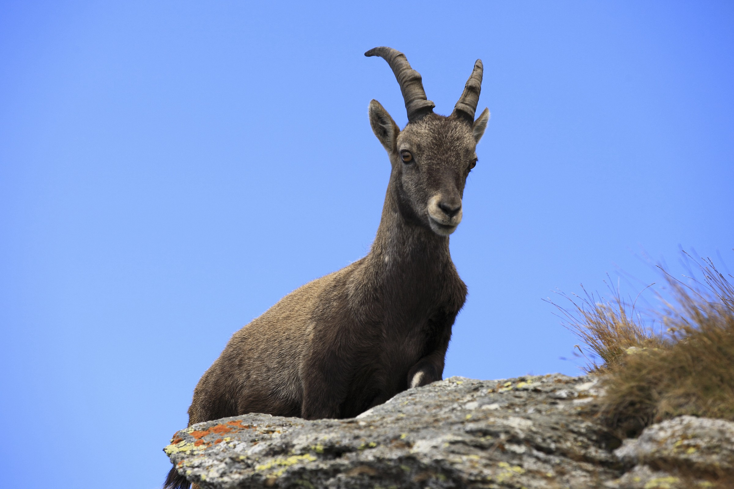 Incontro ravvicinato