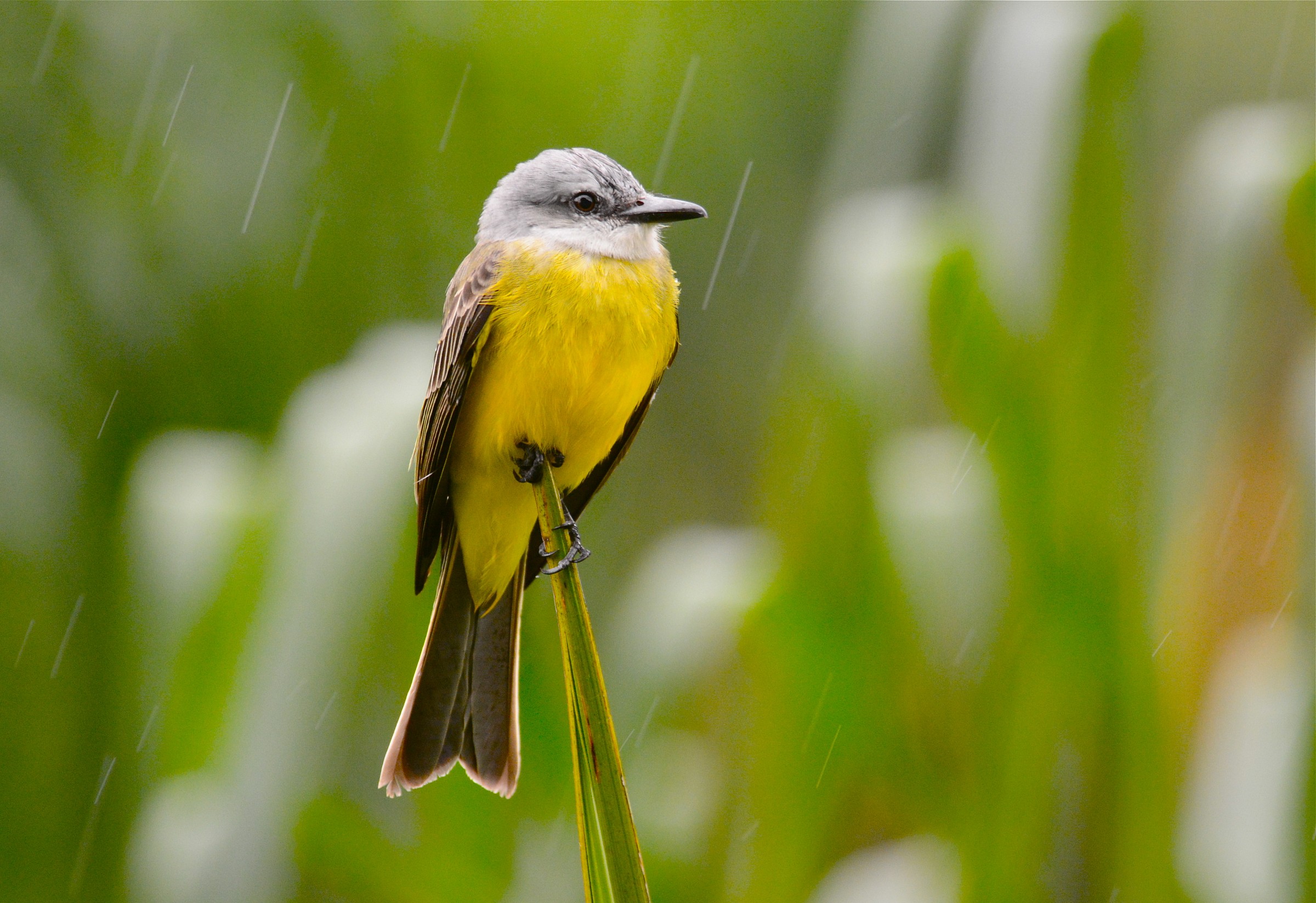 Tropical Kingbird