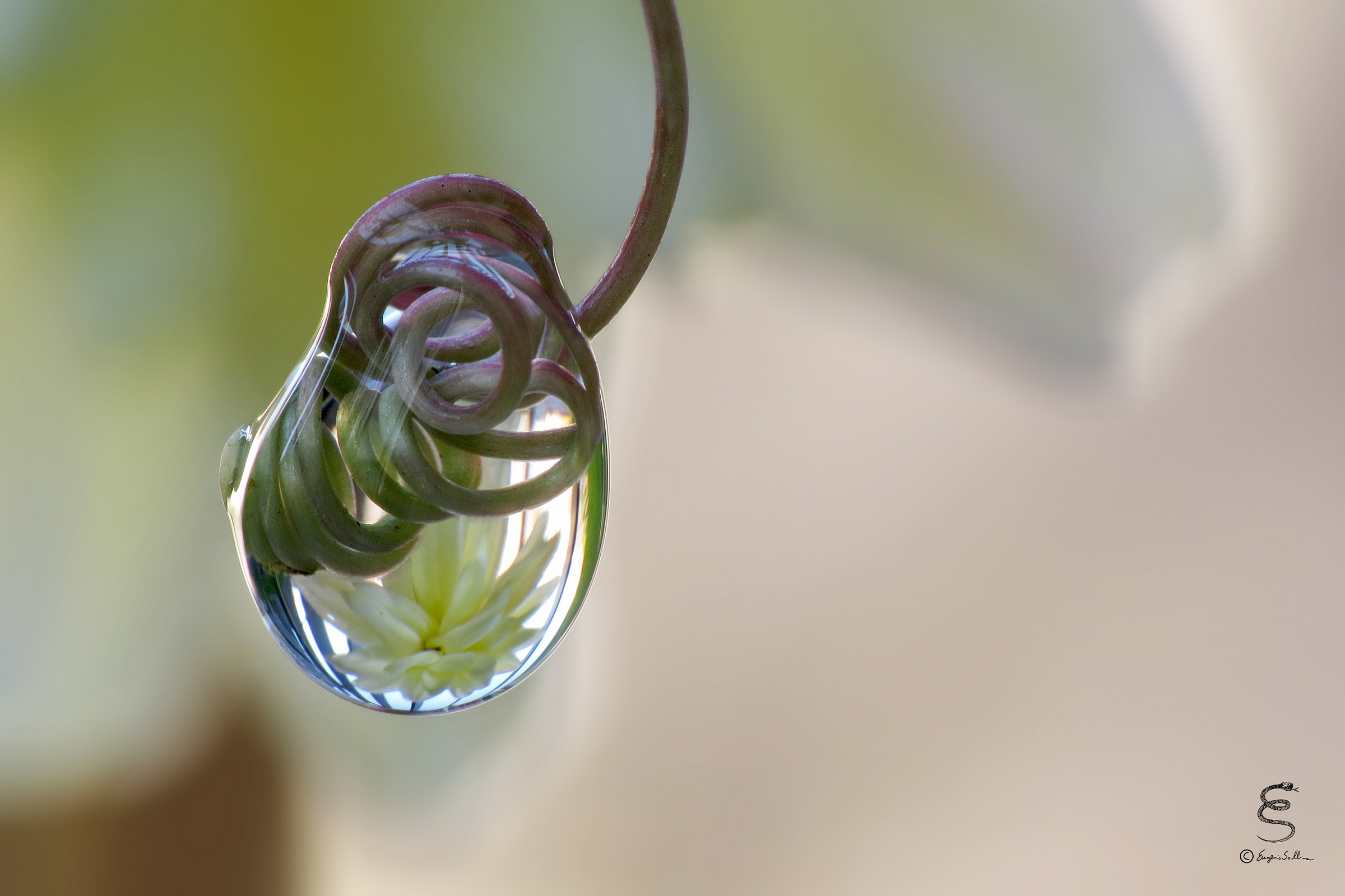 Crisantemo riflesso e spirali di passiflora