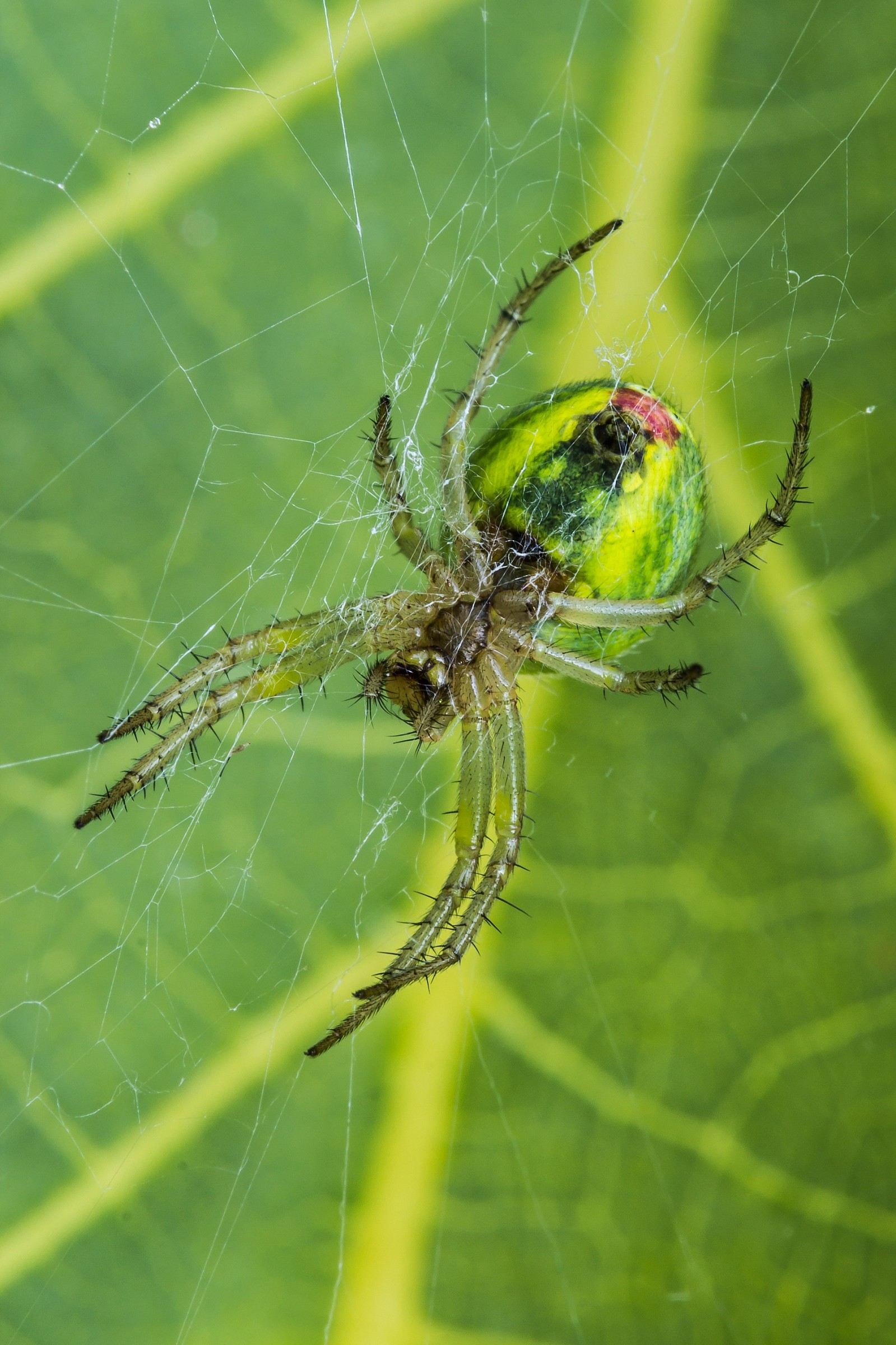 Araniella Cucurbitina (femmina)