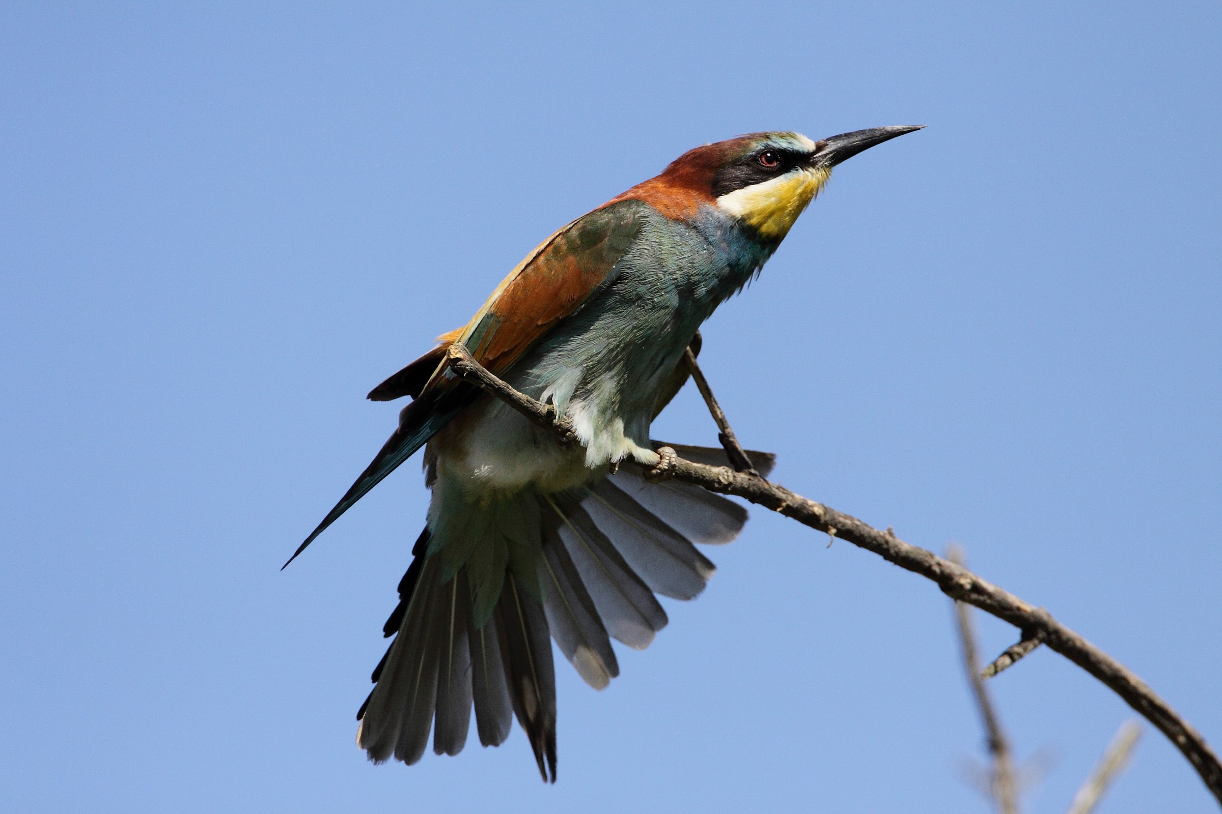 bee-eater