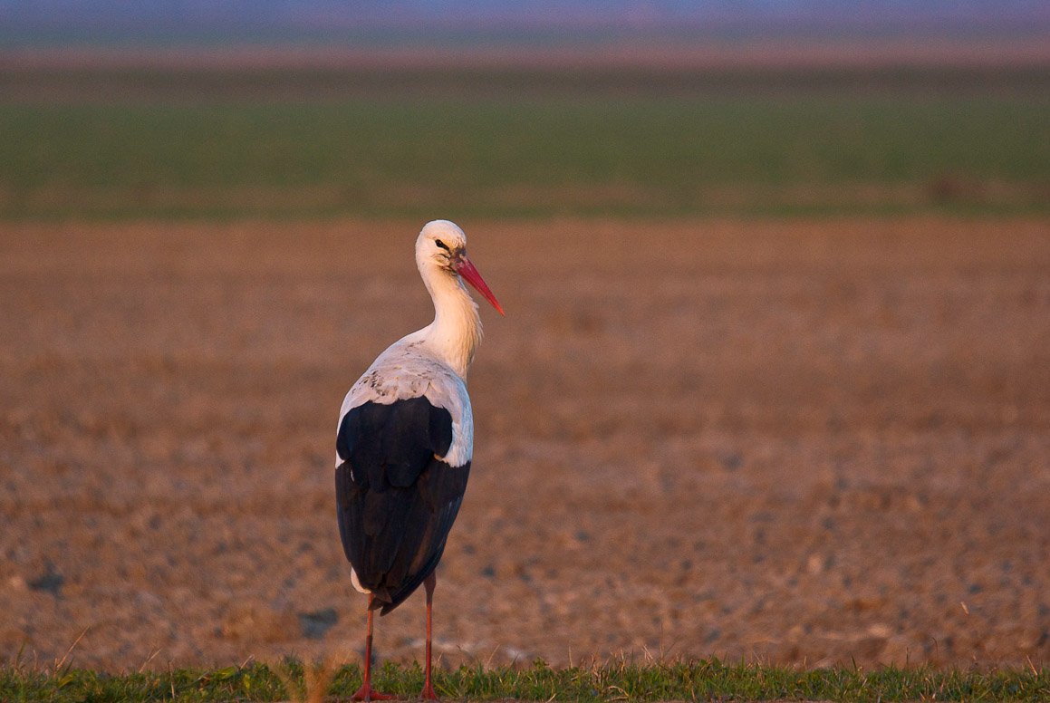 Stork Ferrara