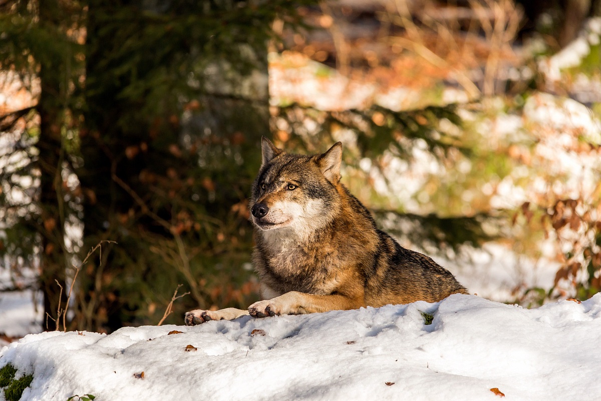 Lupo Europeo tra la neve della Foresta Bavarese.
