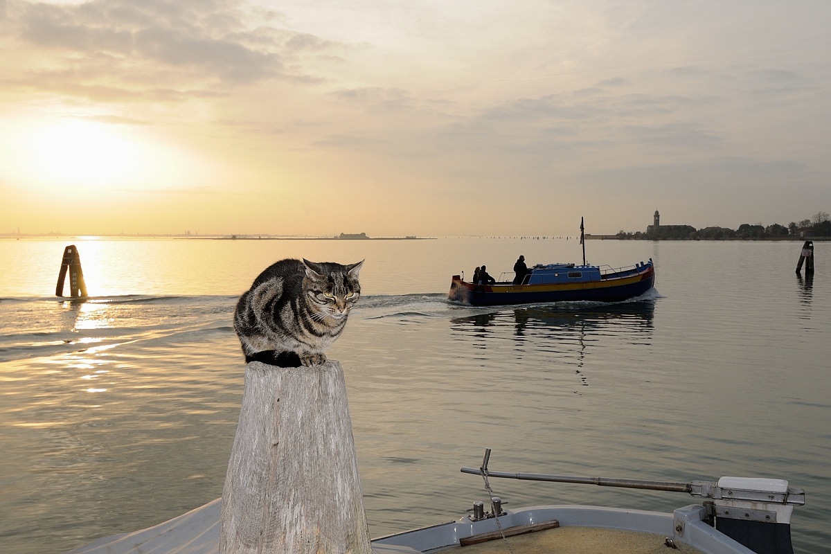 But el gato an XE or cocal?