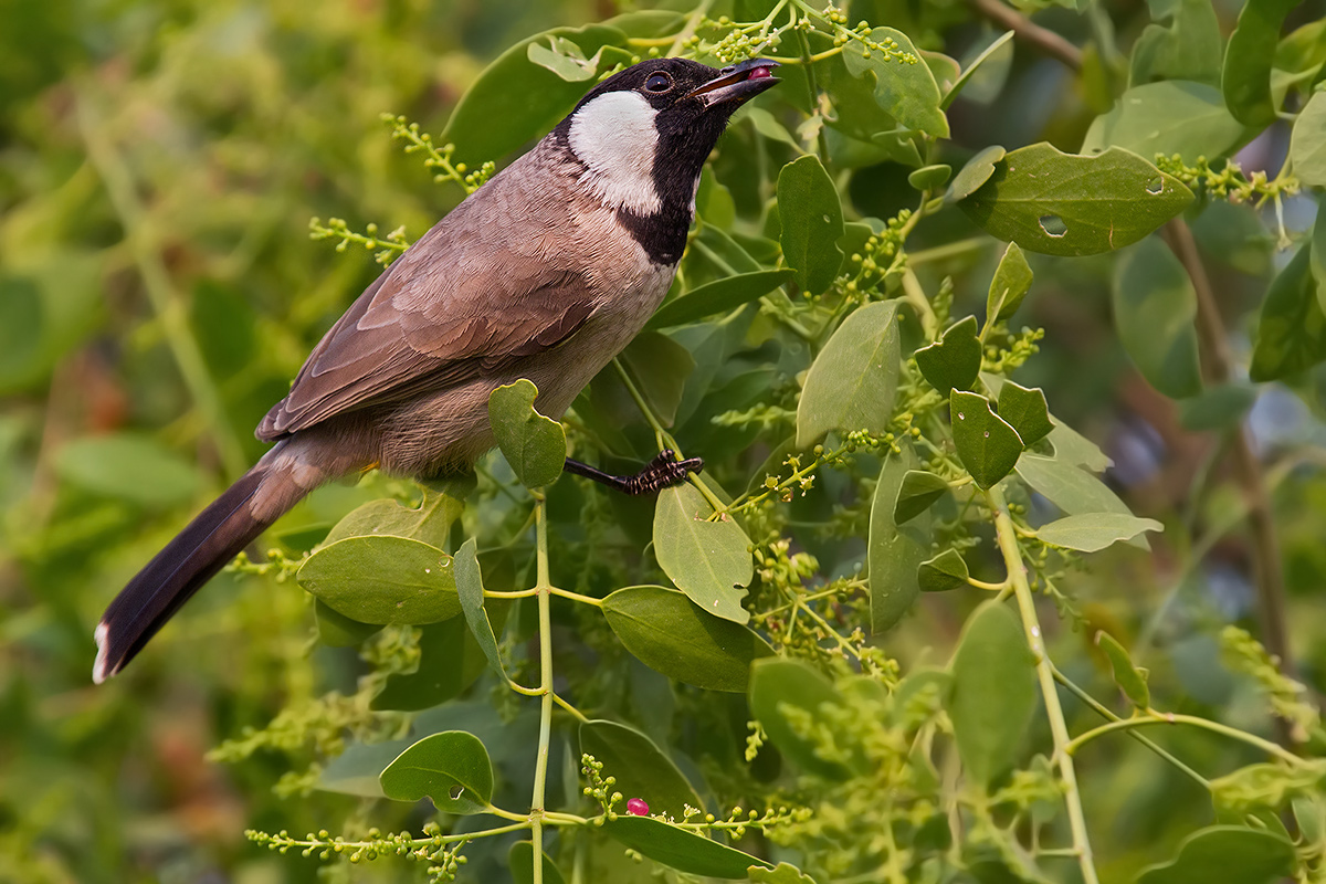 Bulbul