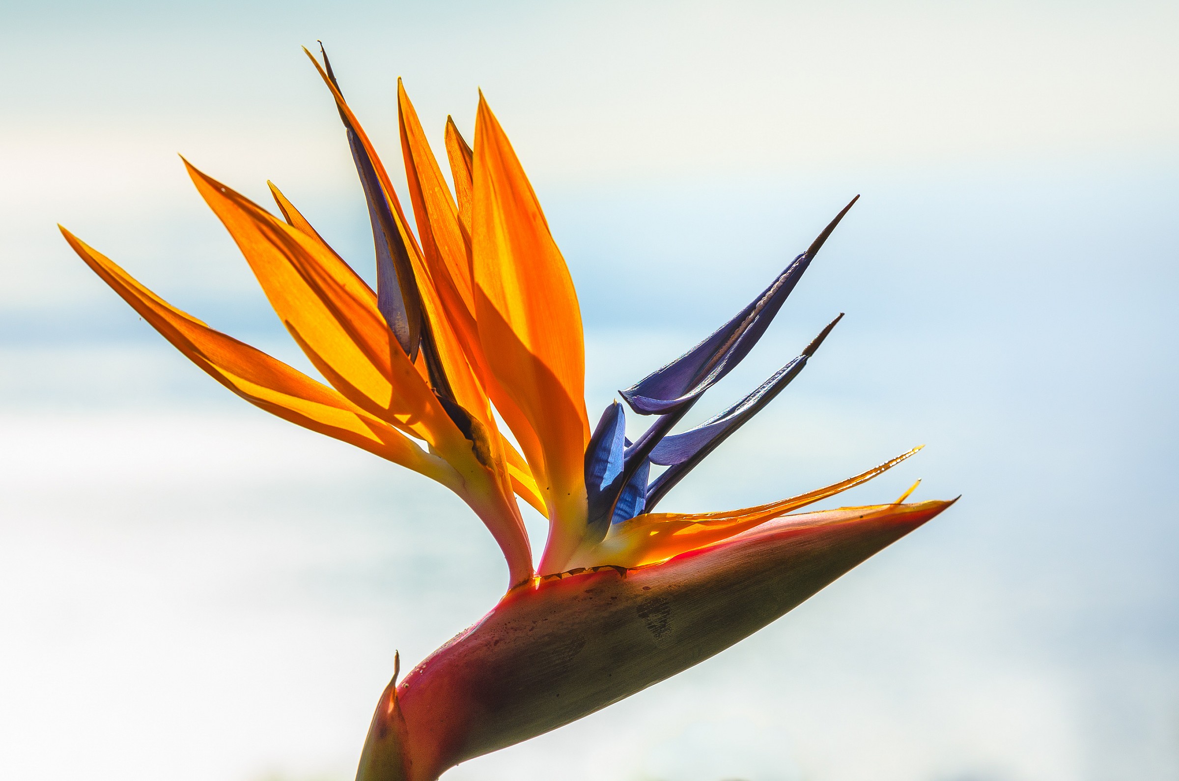 Heliconia