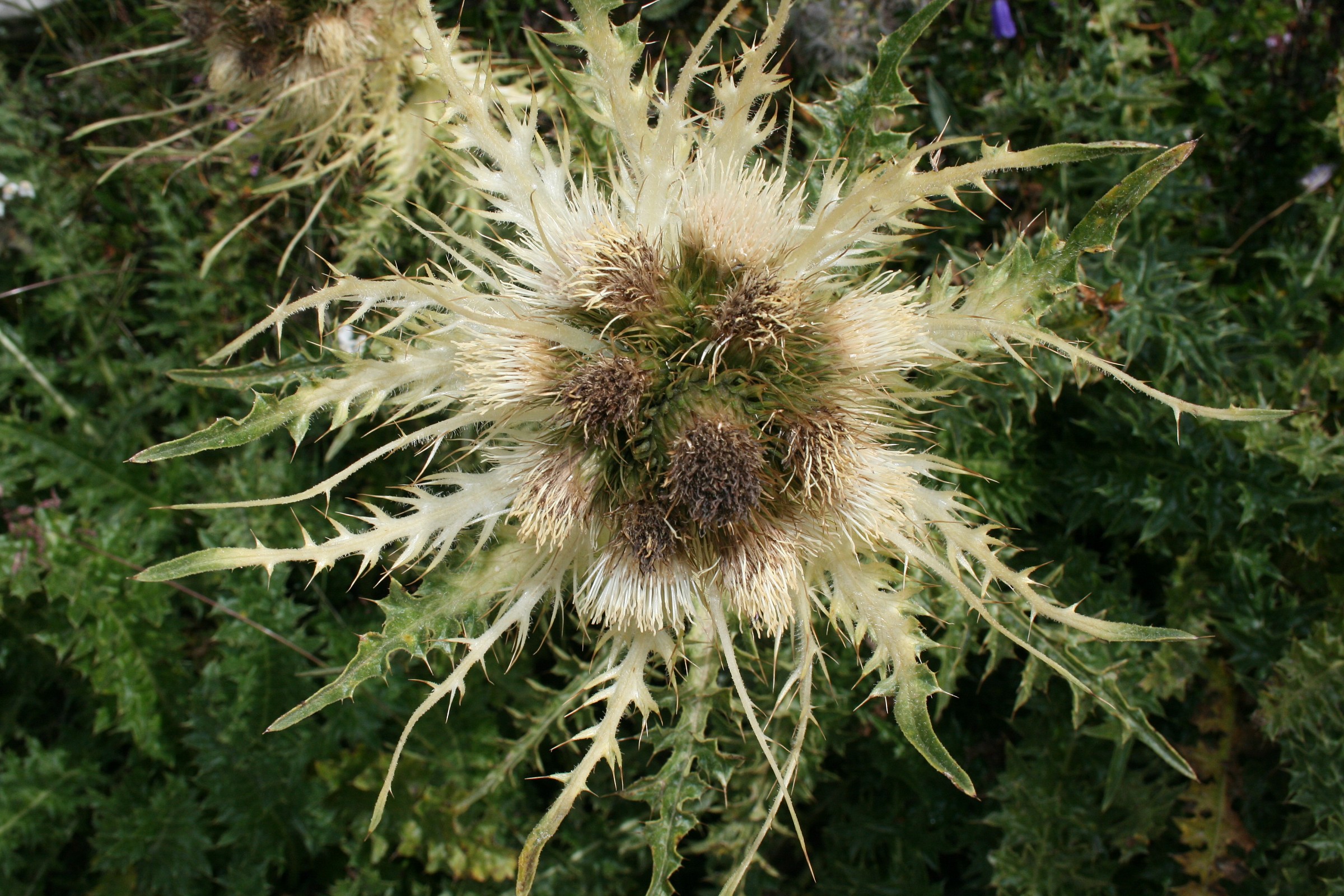 I do not know what it's called!