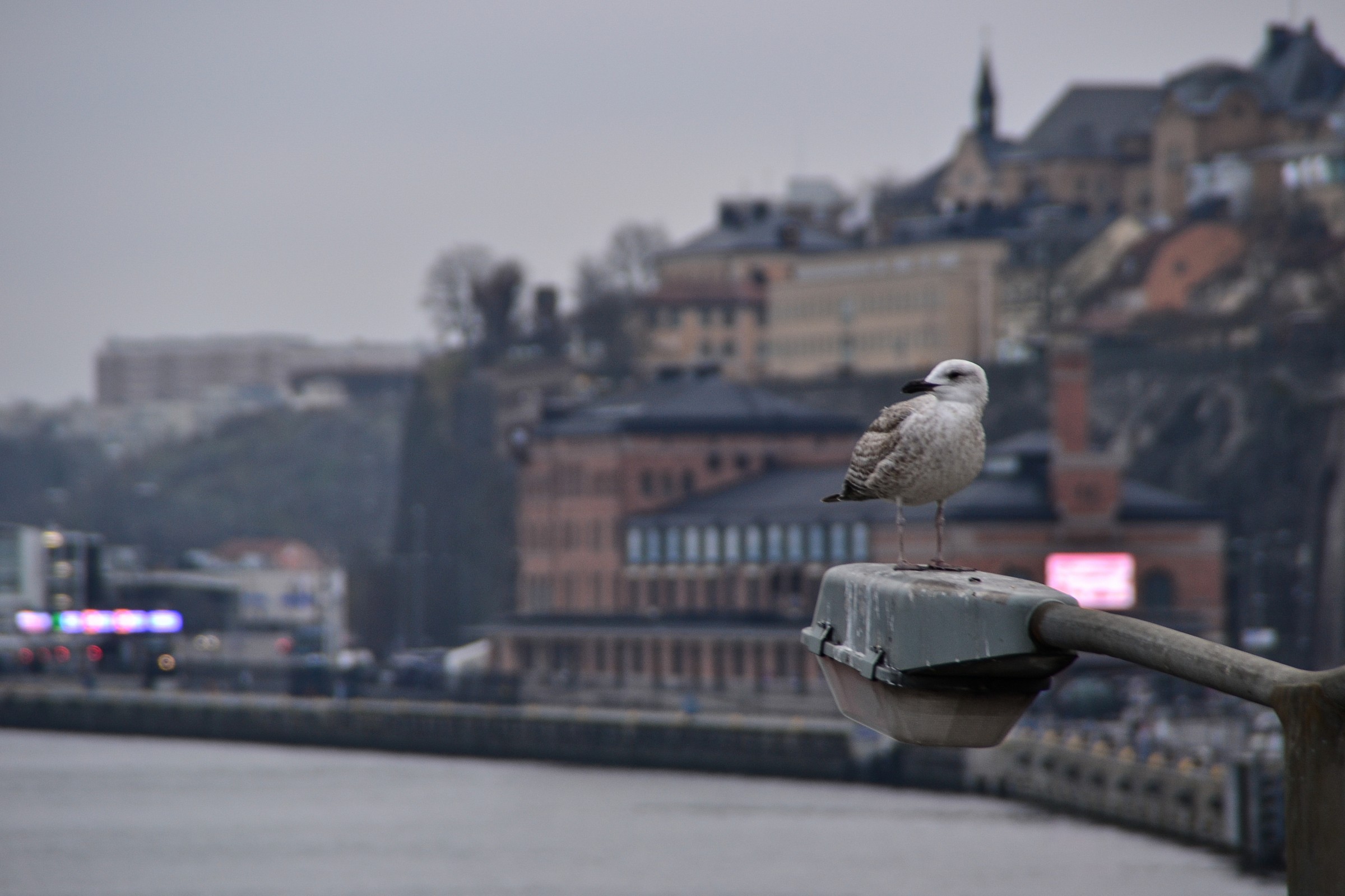 Stoccolma - Gabbiano