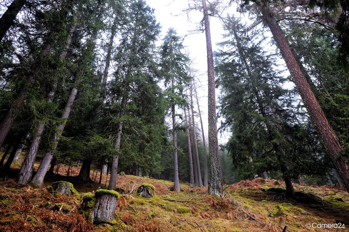 escape to the forest