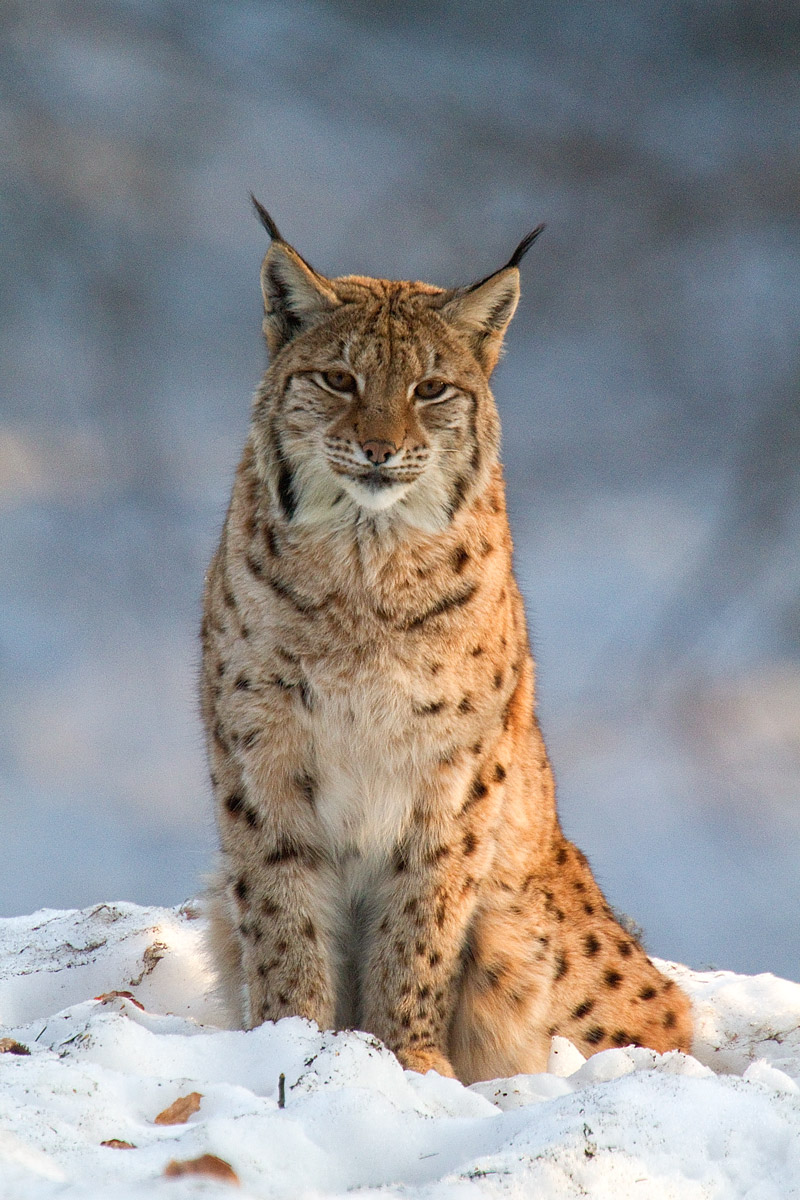 Lince