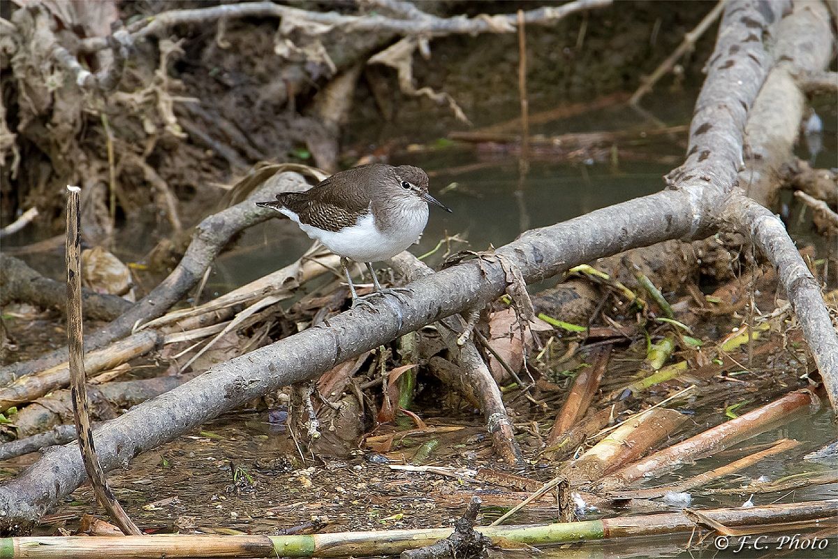 Green Sandpiper