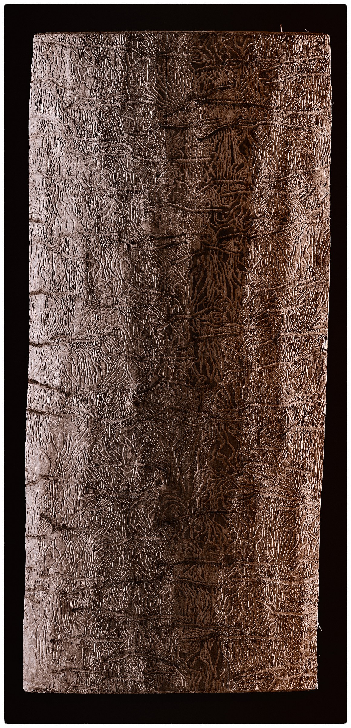 hieroglyphics on wood