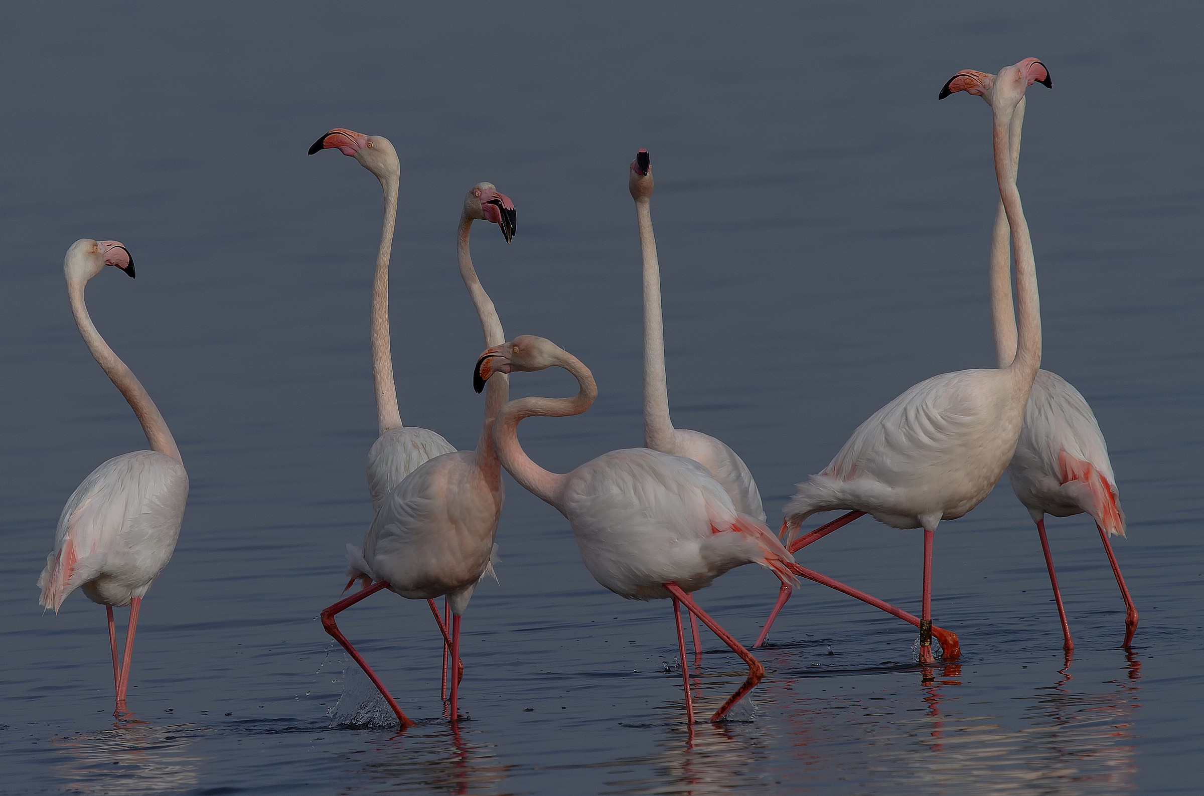 Parata di Fenicotteri rosa