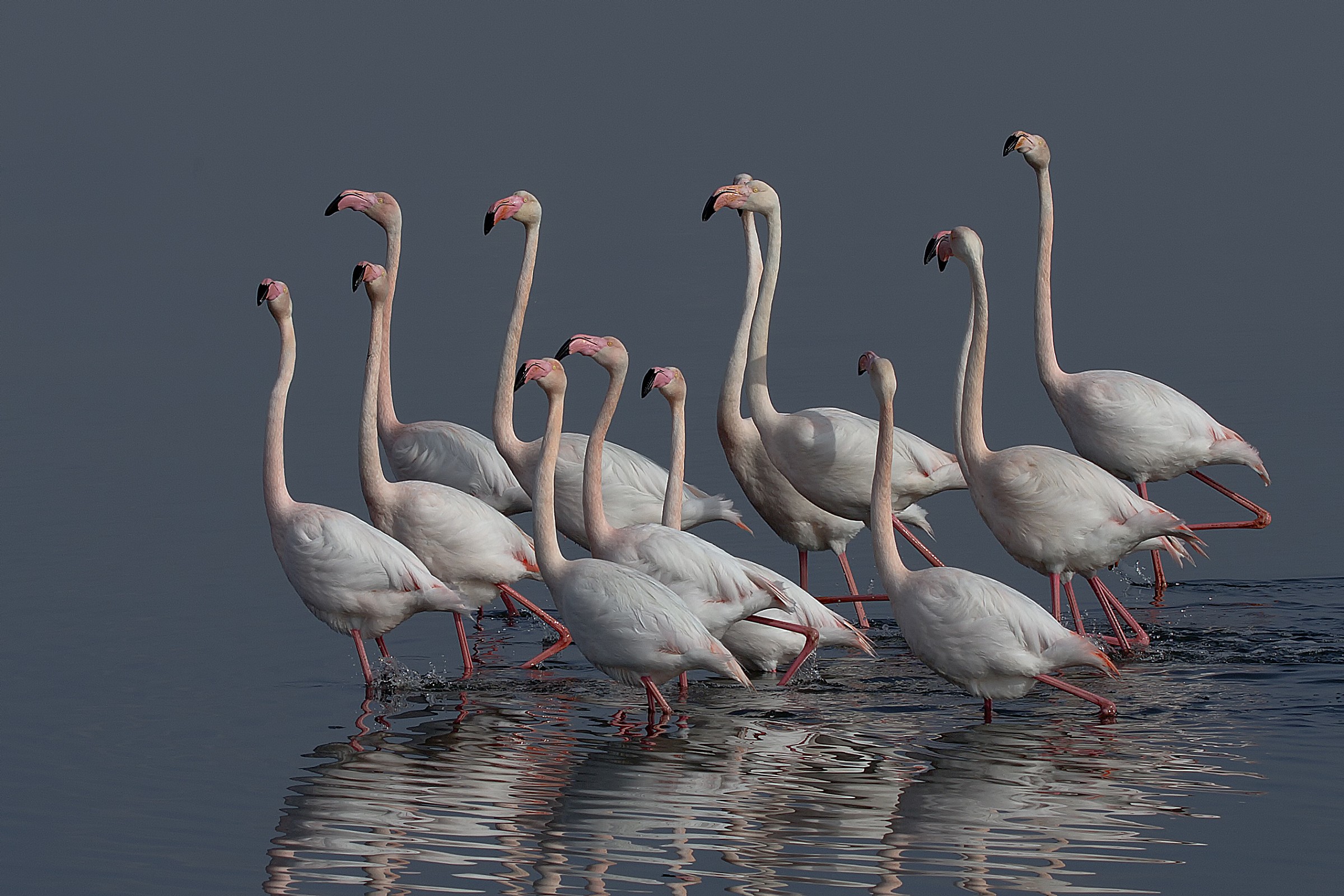 Parata di Fenicotteri rosa