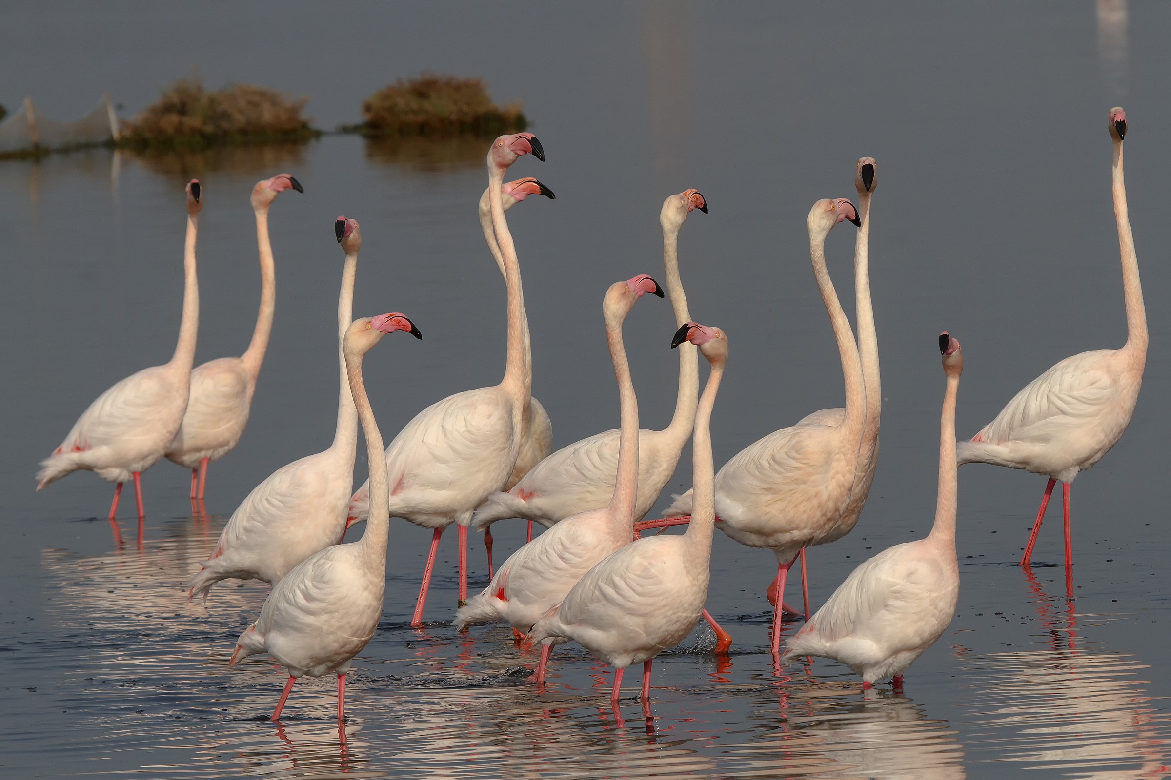 Parata di Fenicotteri rosa