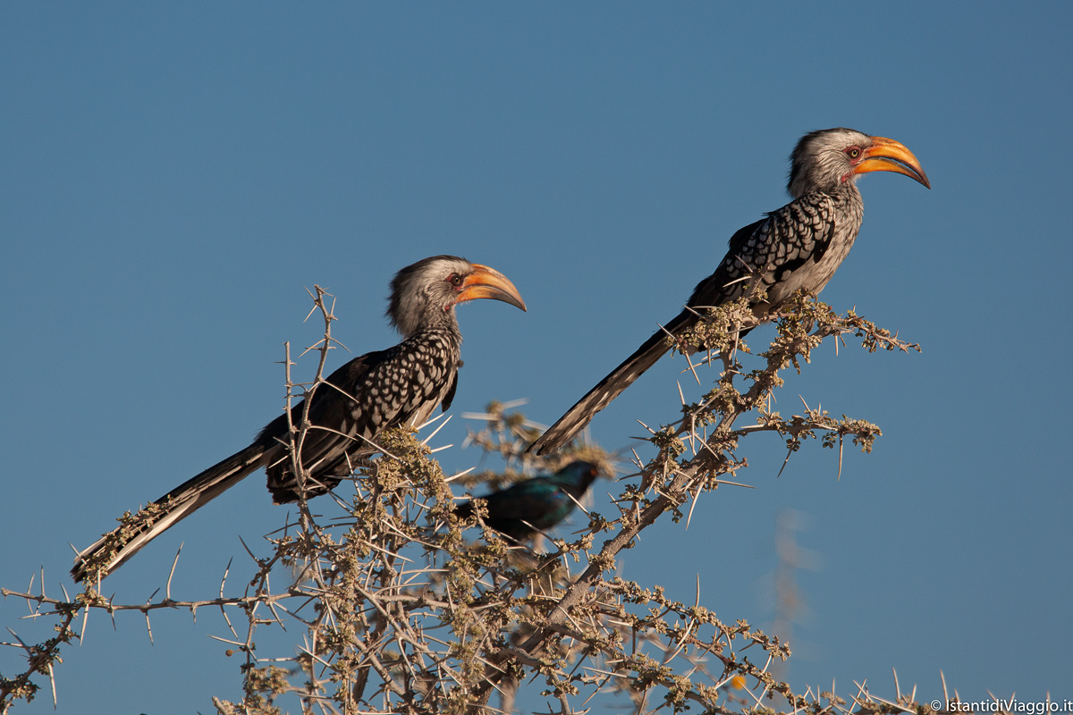 Yellow-billed hornbill from