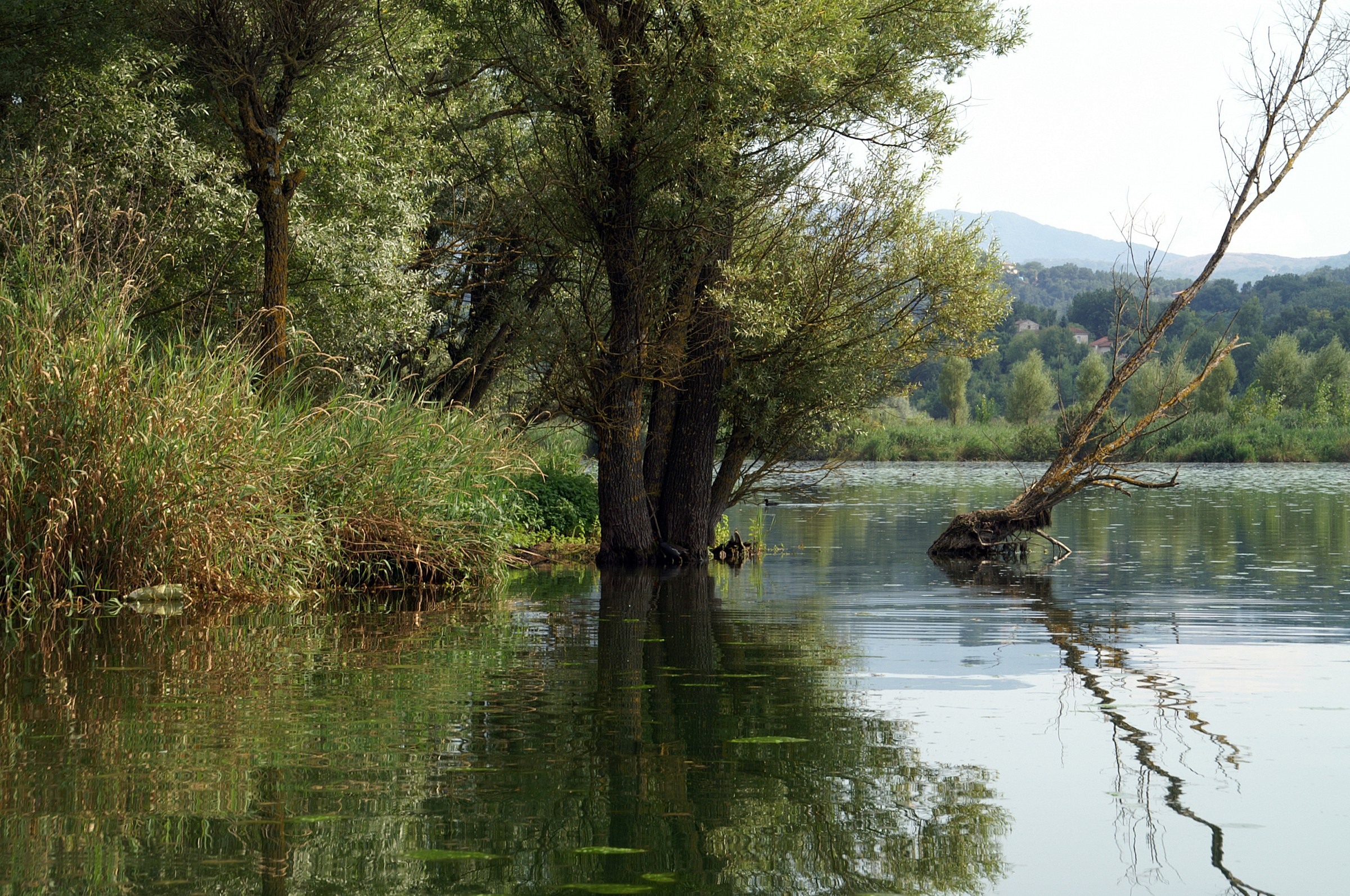 Come in uno specchio