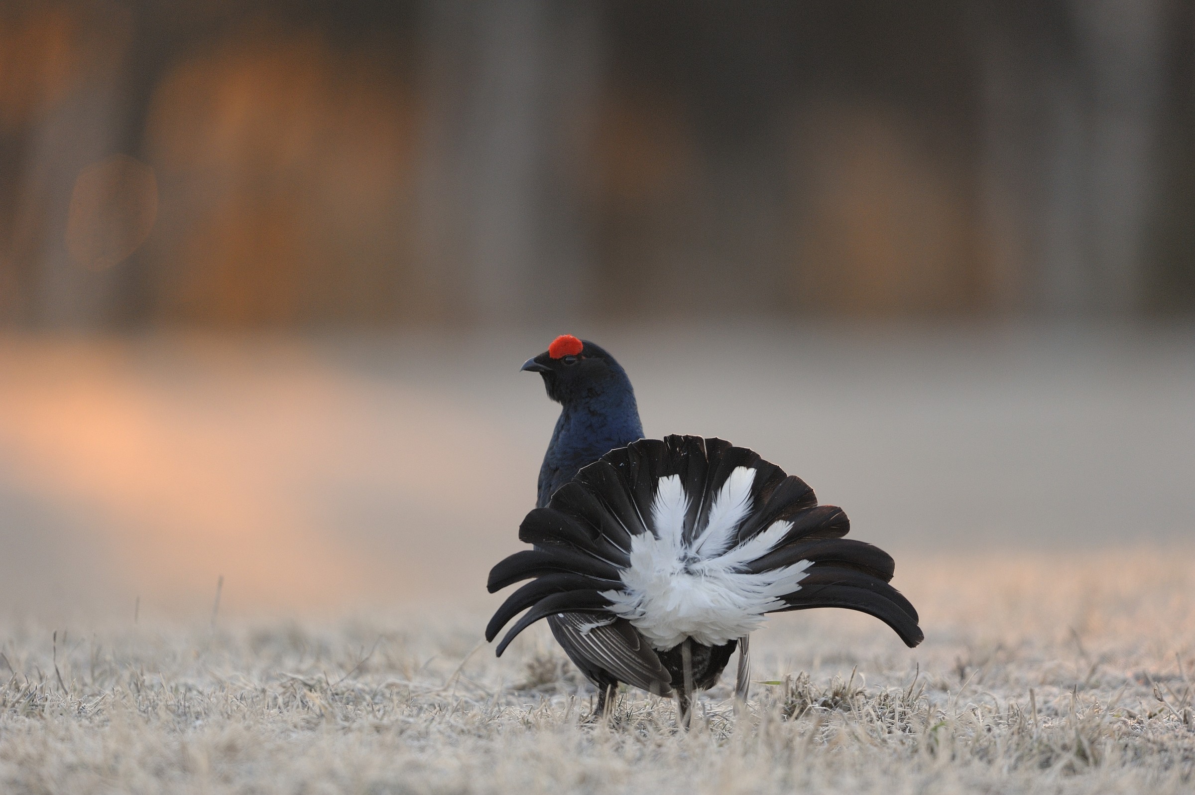 black grouse