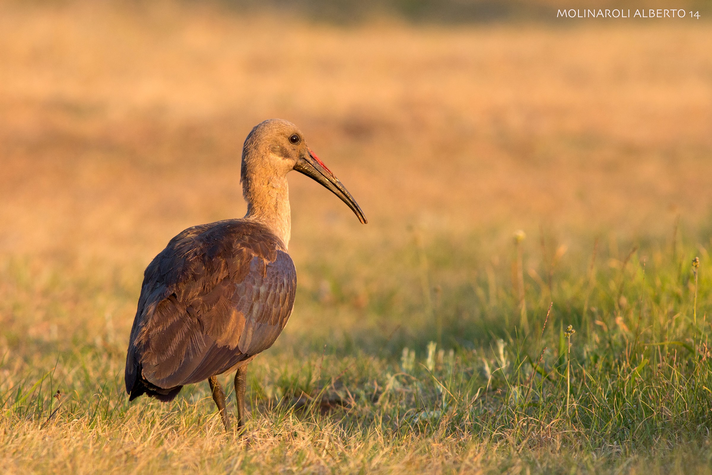 Ibis