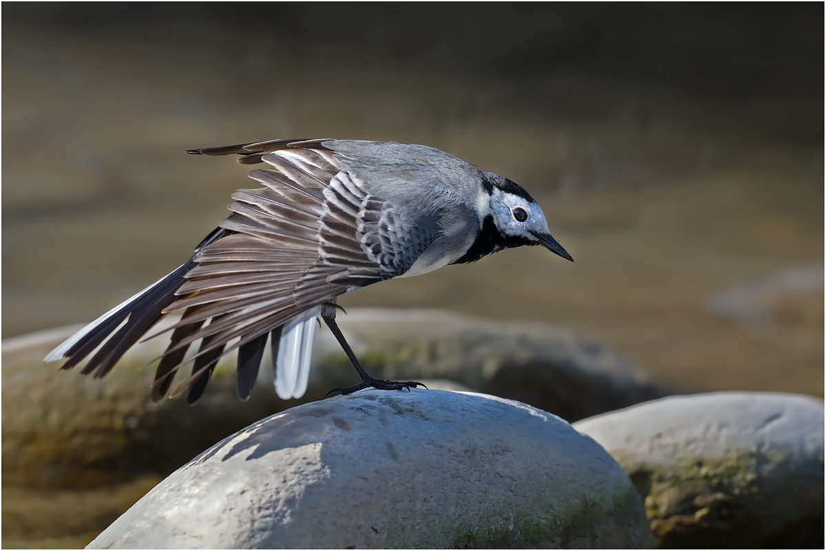 Stretching - Ballerina White