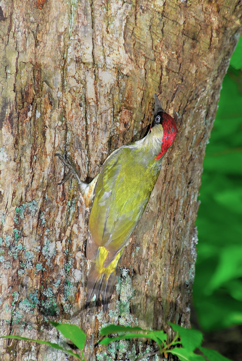 Green Woodpecker male