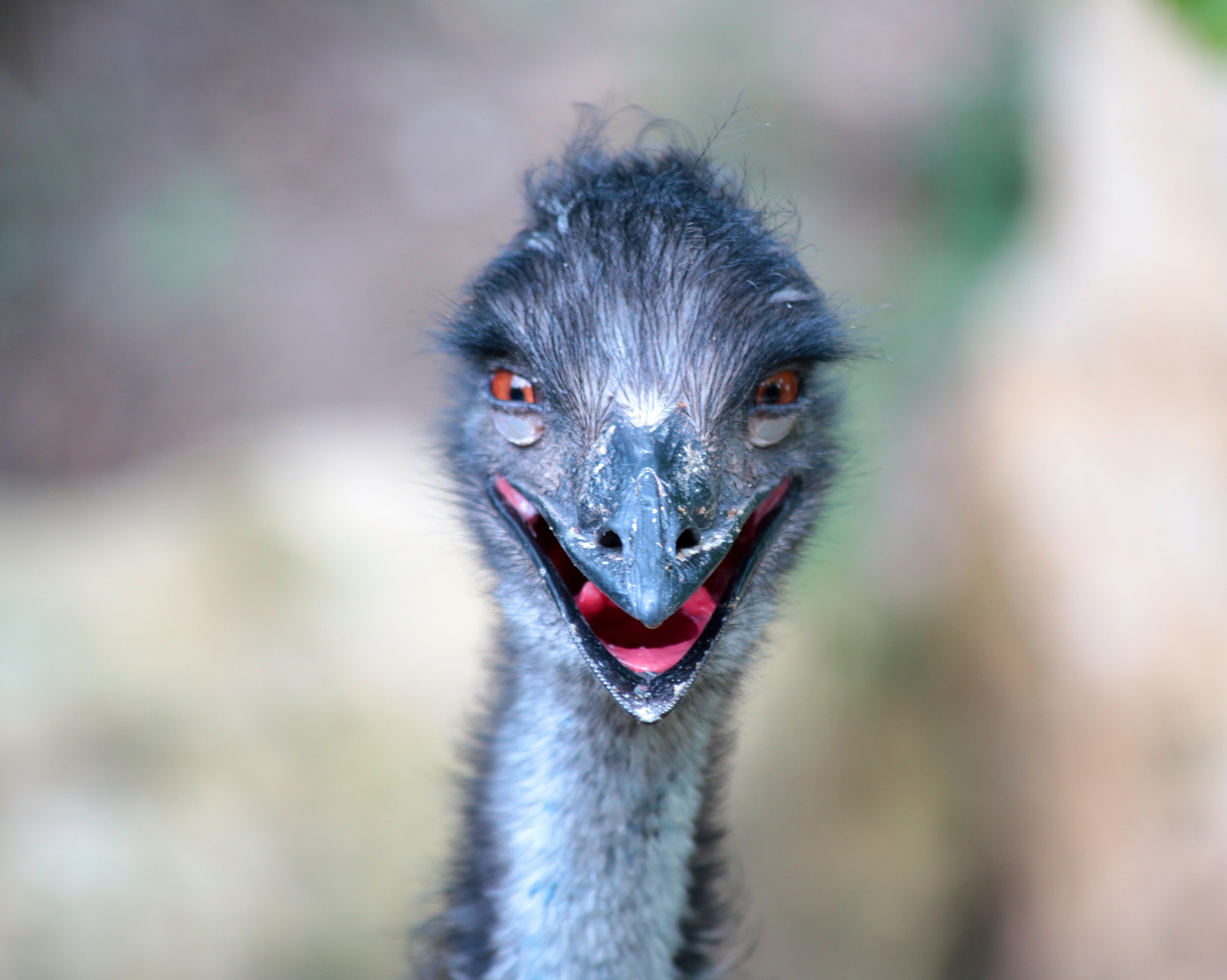 Emu