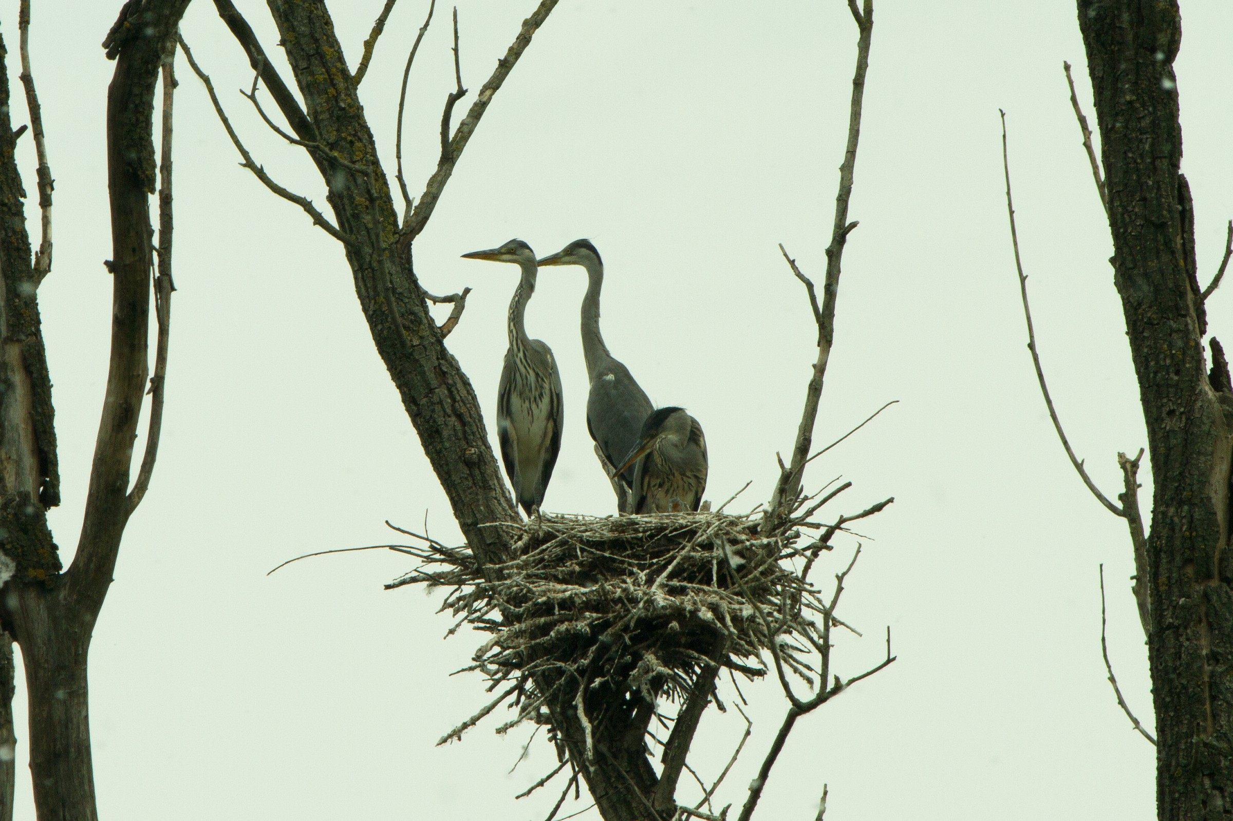Herons Nest