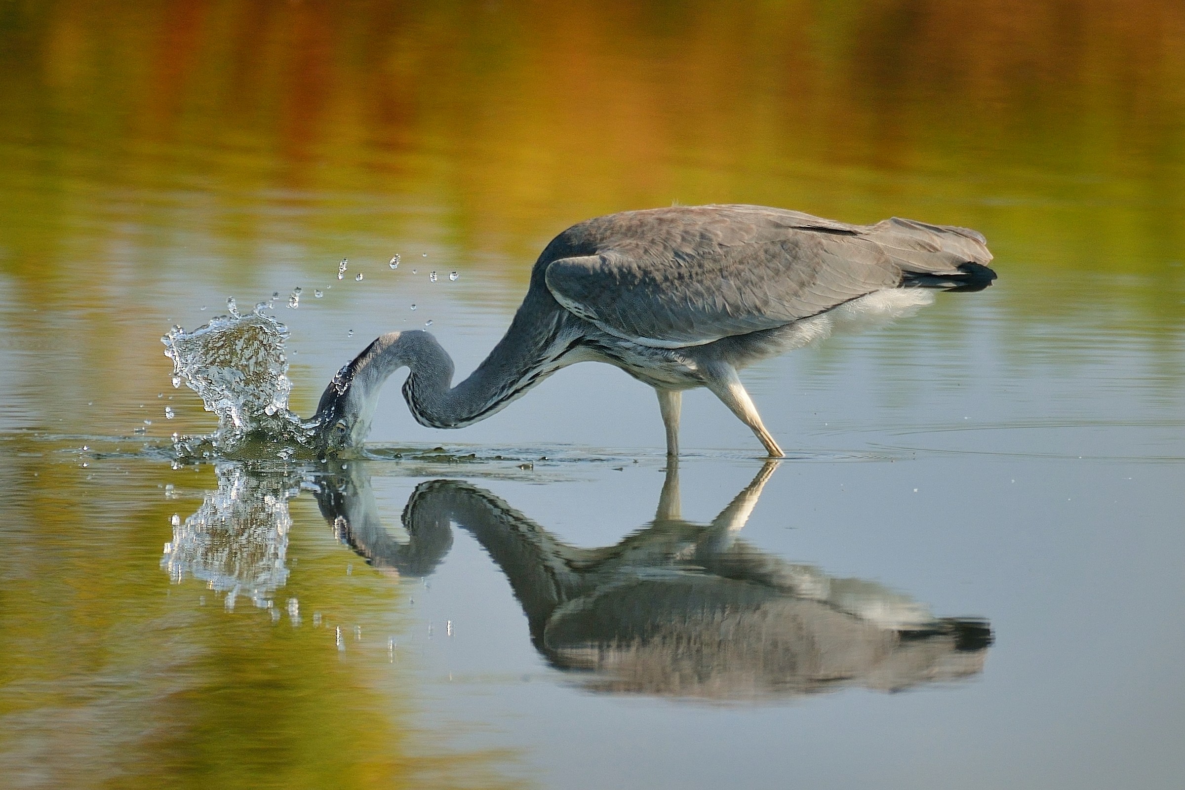 Fishing gray heron