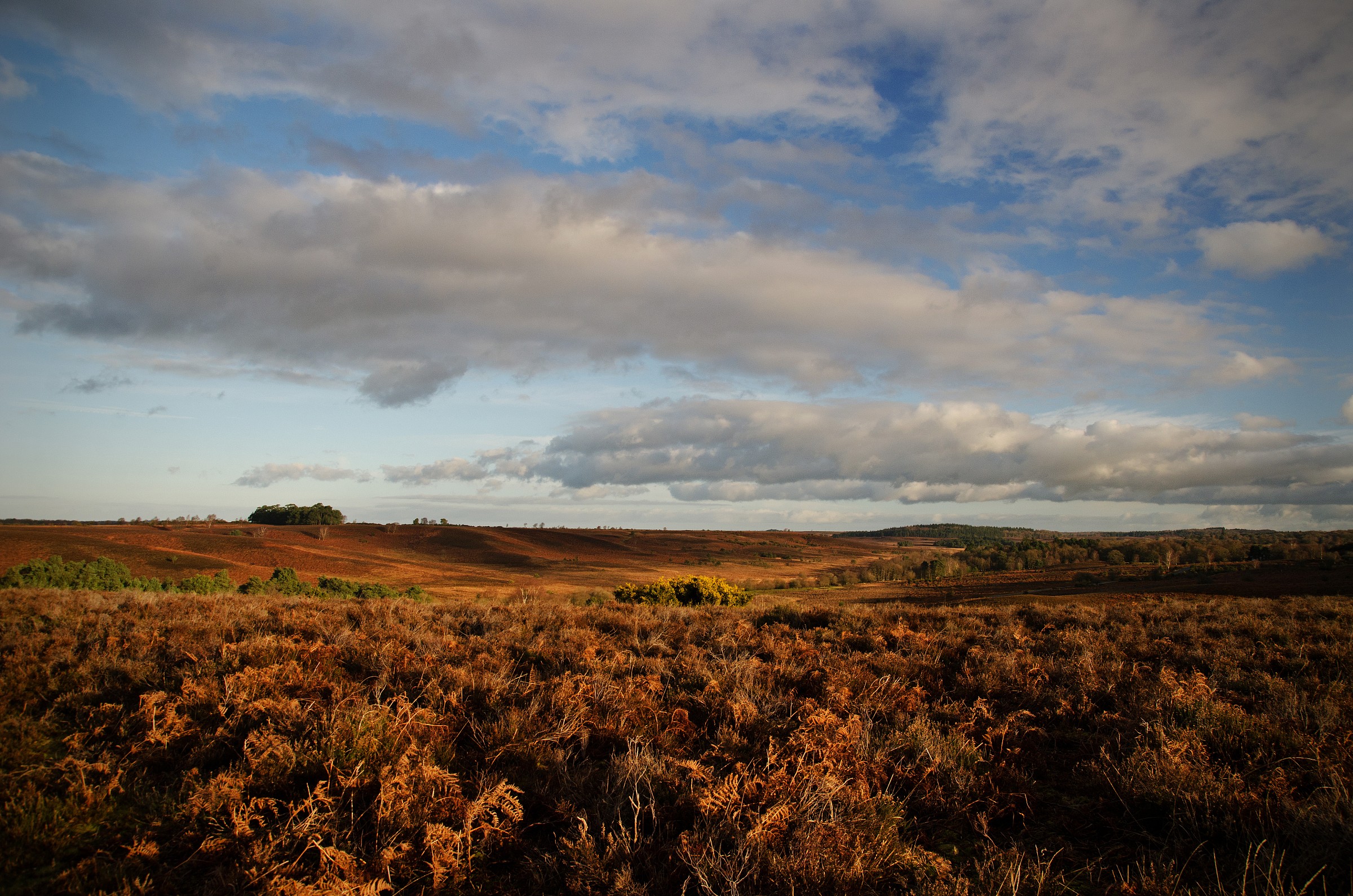 Fiery Bracken