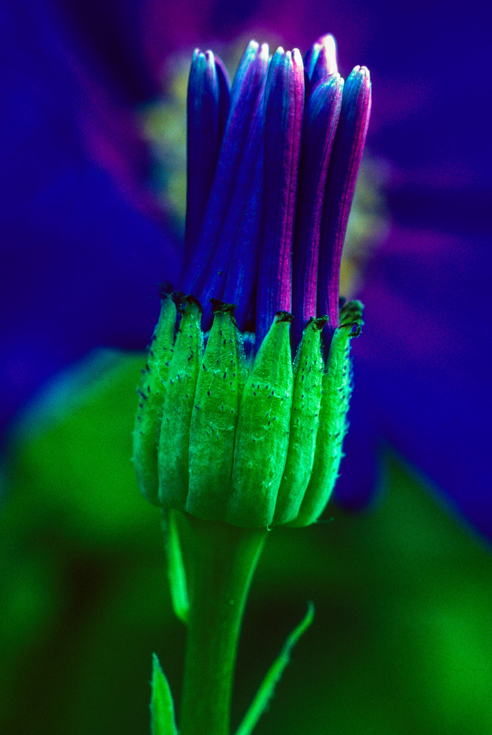 Osteospermun Ecklonis  Dia