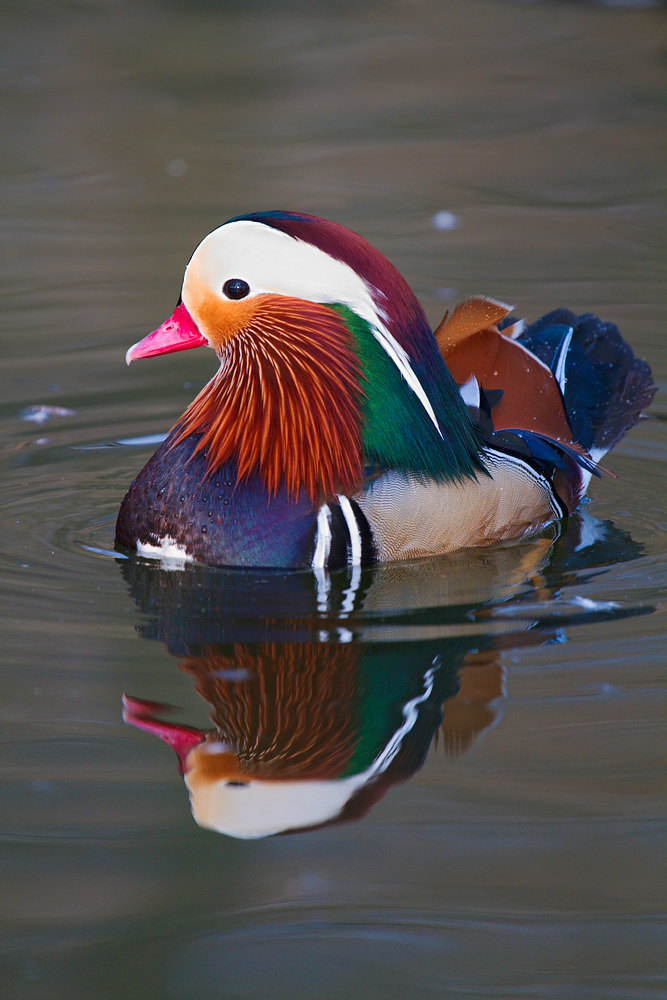 Anatra mandarina, Aix galericulata