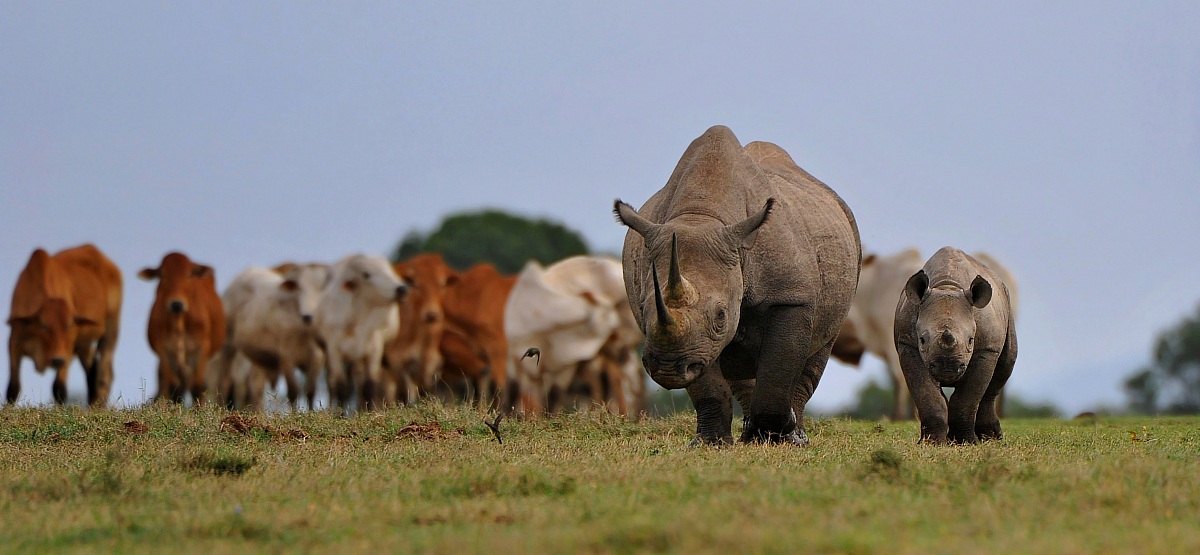 Habitat - foto documento