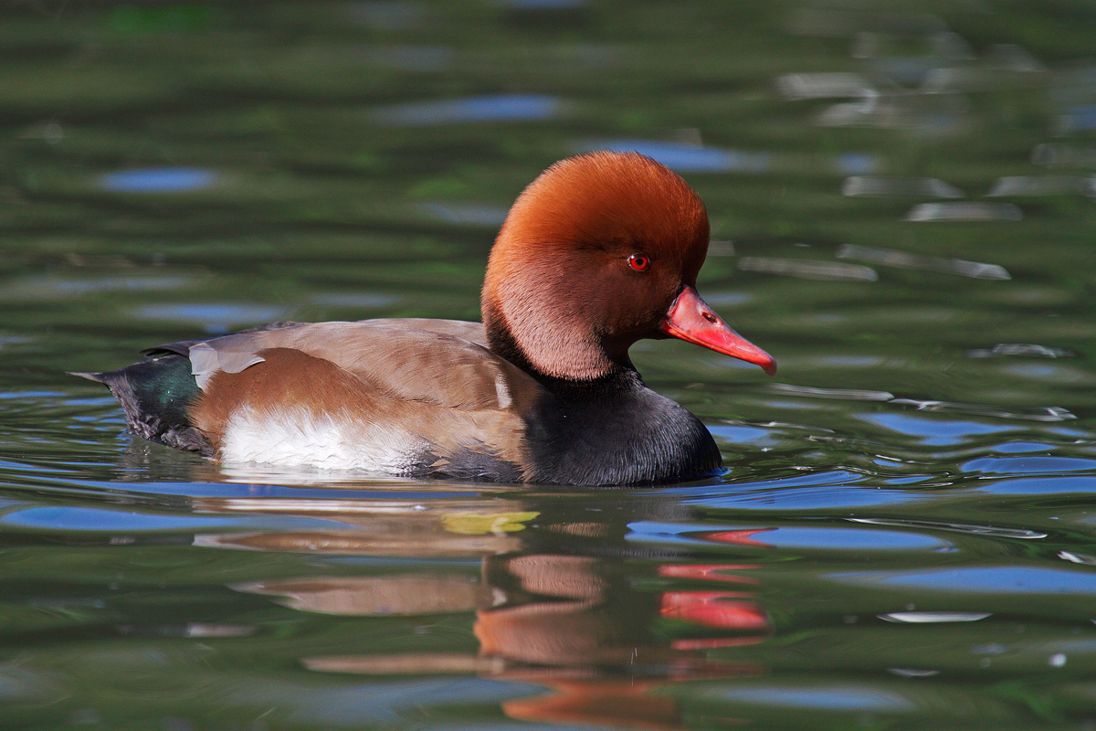 Fistione turco, Netta rufina