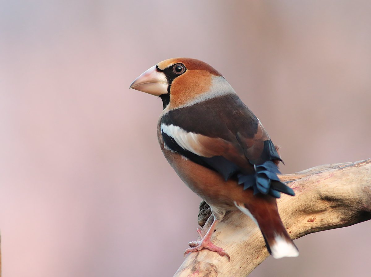 Frosone - Primo scatto con 7D mark2