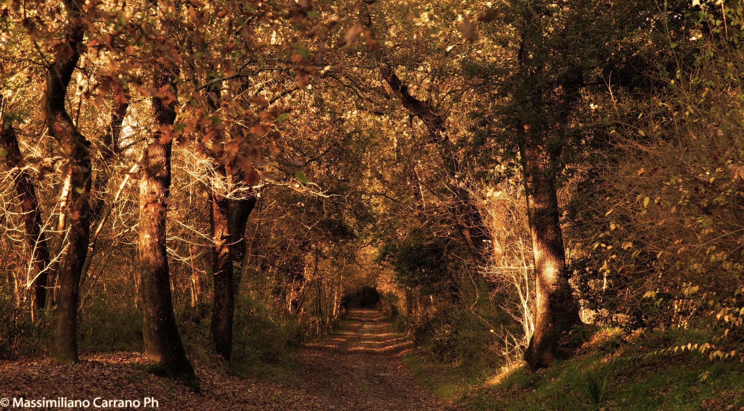 The road in the woods ...
