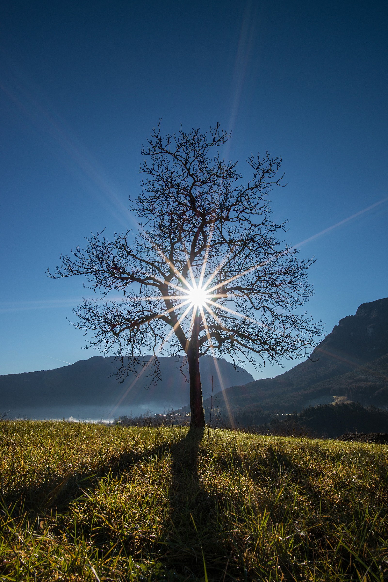 Juglans regia backlit