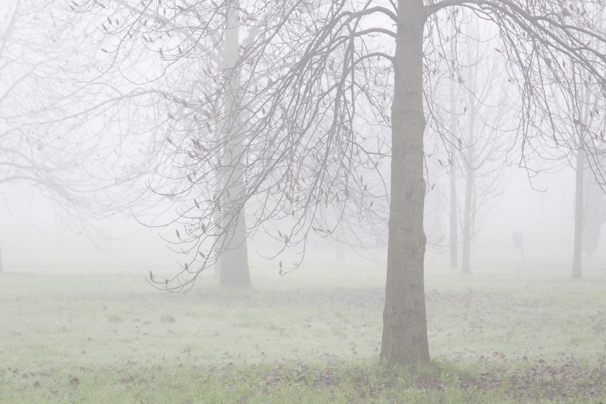 fog    canon 7d mark 2