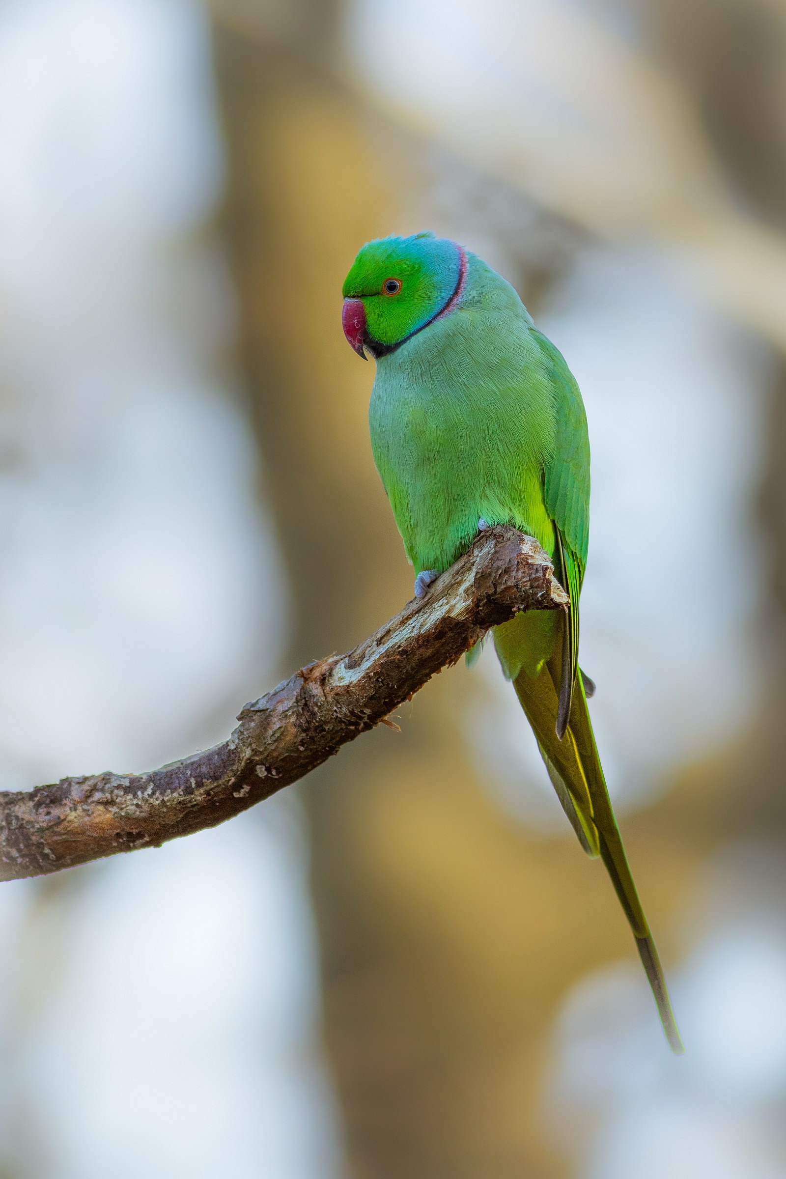Green parrot