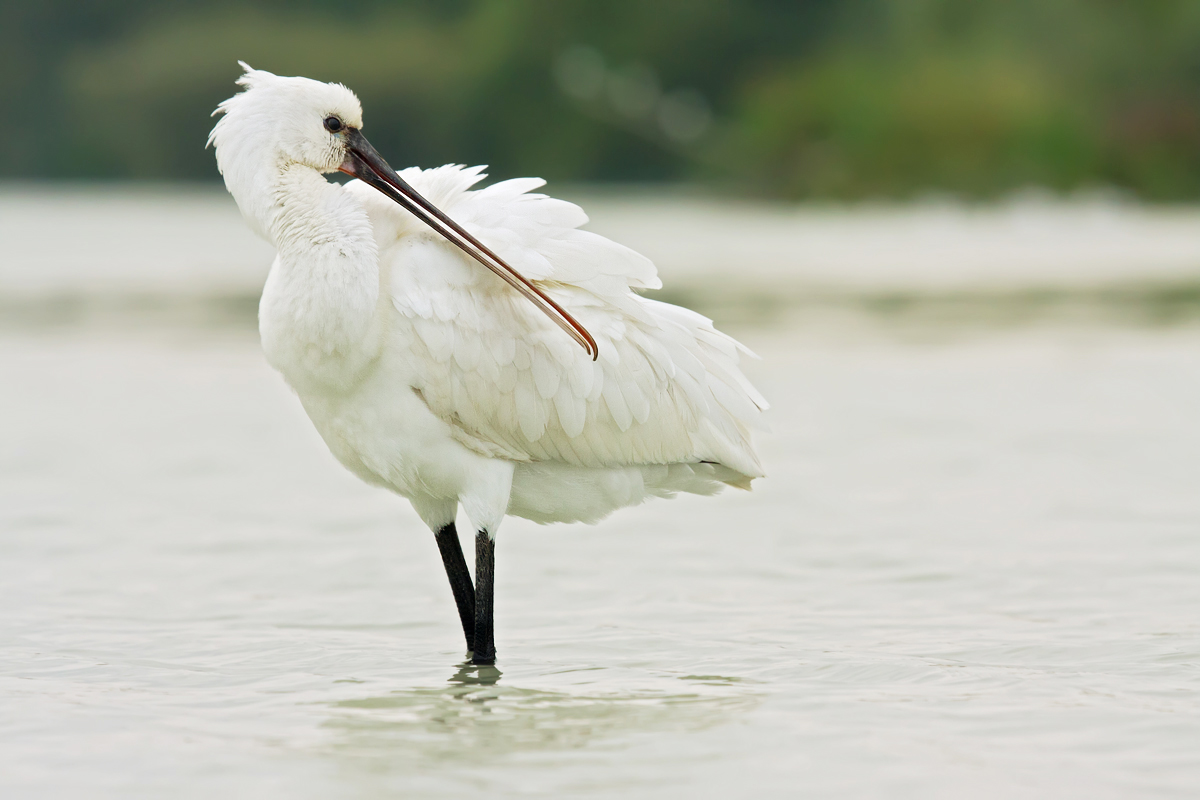 Young spatula relaxation (Eurasian spoonbill)