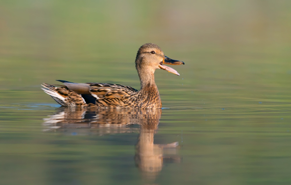 mallard- female